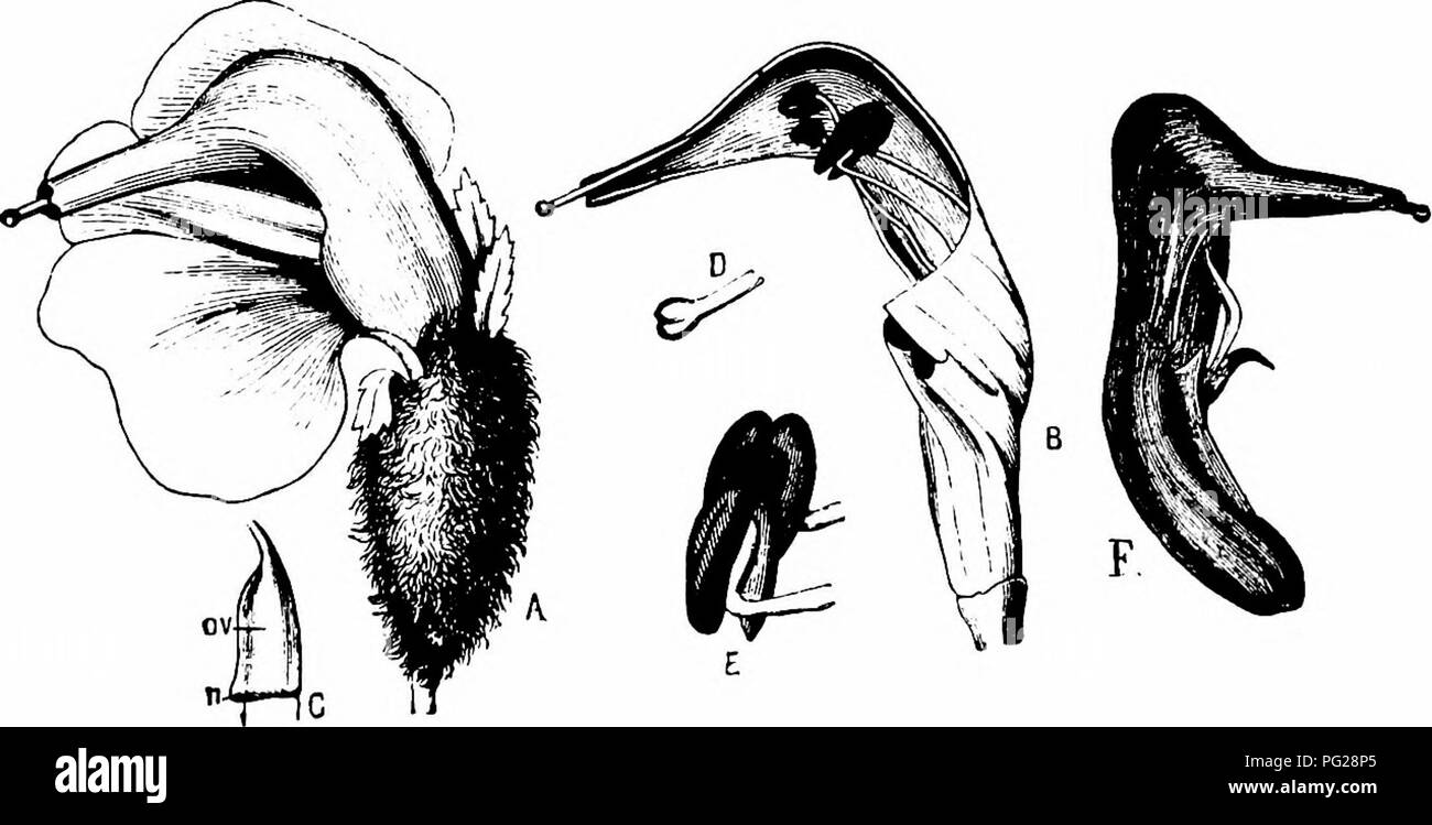 . Handbook of flower pollination : based upon Hermann Mu?ller's work 'The fertilisation of flowers by insects' . Fertilization of plants.  y Fig. 307, Pedicularis roslratay L. (after Henn. Miiller). A. Flower seen from the left side (x ^). B. Part of the corolla above x x in y4, seen from the right side. C. Do., partly dissected, seen from the left side (x 5). D. The two stamens, seen from the outer side (x 5). /, ««, lobes of lower lip; (7, r, slit and reflexed edge of upper lip; j/, stigma. 2156. P. asplenifolia Floerke. (Herm. Miiller, ' Alpenblumen/ pp. 300-1 ; Kerner, 'Nat. Hist. PI./ En Stock Photo