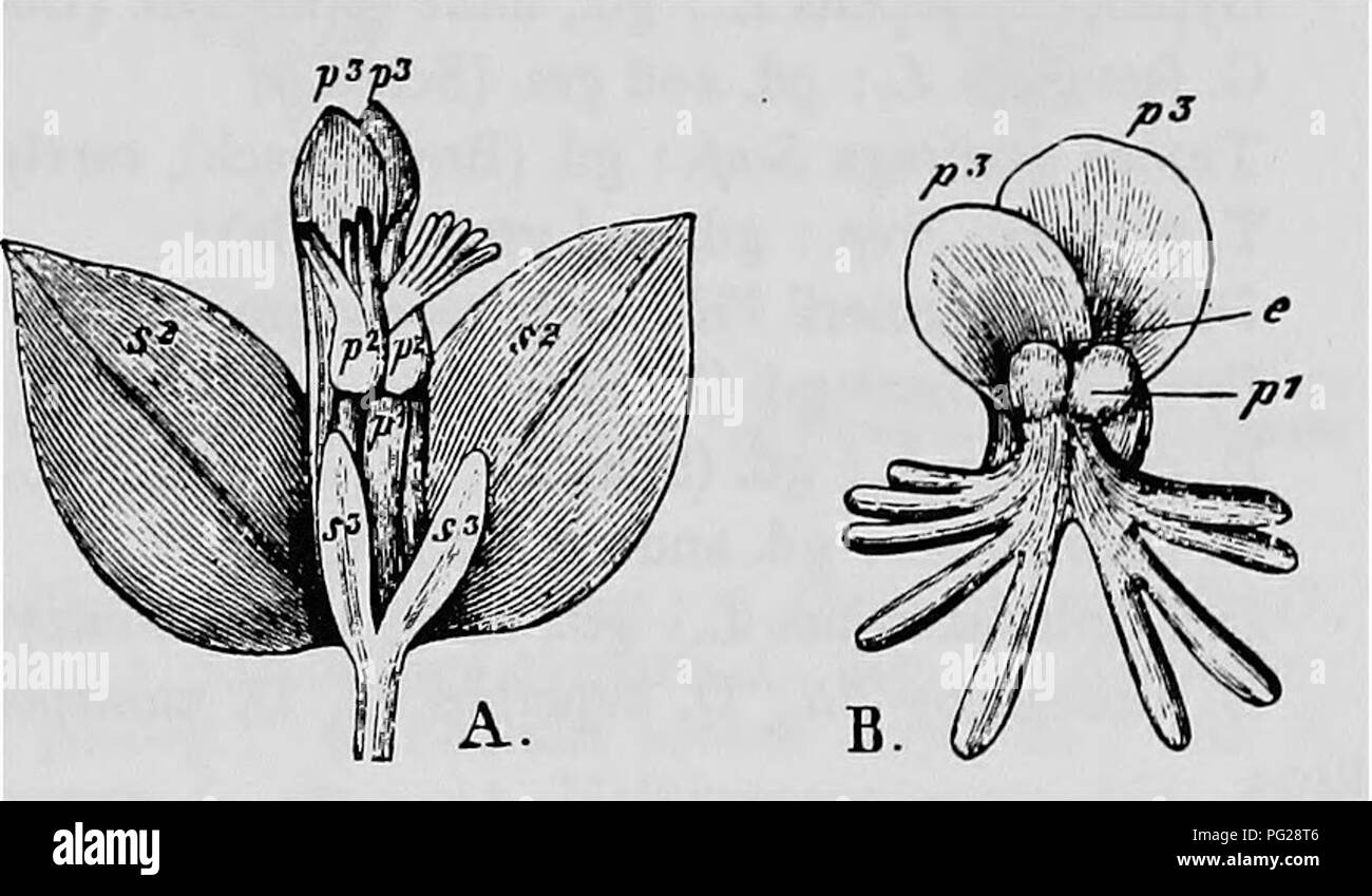 . Handbook of flower pollination : based upon Hermann Mu?ller's work 'The fertilisation of flowers by insects' . Fertilization of plants. CARYOPHYLLEAE 149 I. Anthophora pilipes F.; 2. Andrena fulva Schr.; 3. Apis mellifica L.; 4. Bombus agrorum F.; 5. B. hortorum L.; 6. B. lapidarius L.; 7. B. mastrucatus Gers/.; 8. B. pomorum Fz.; 9. B. pratorum L.; 10. B. rajellus Z.; 11. B. sylvarum L.; 12. B. soroensis F.; 13. B. terrester Z.; 14. Osmia bicolor Schr.; 15. O. cornuta La/r. Of these, Bombus mastrucatus and B. terrester steal the nectar by perforation. Apis, Bombus pratorum, and B. soroensis Stock Photo
