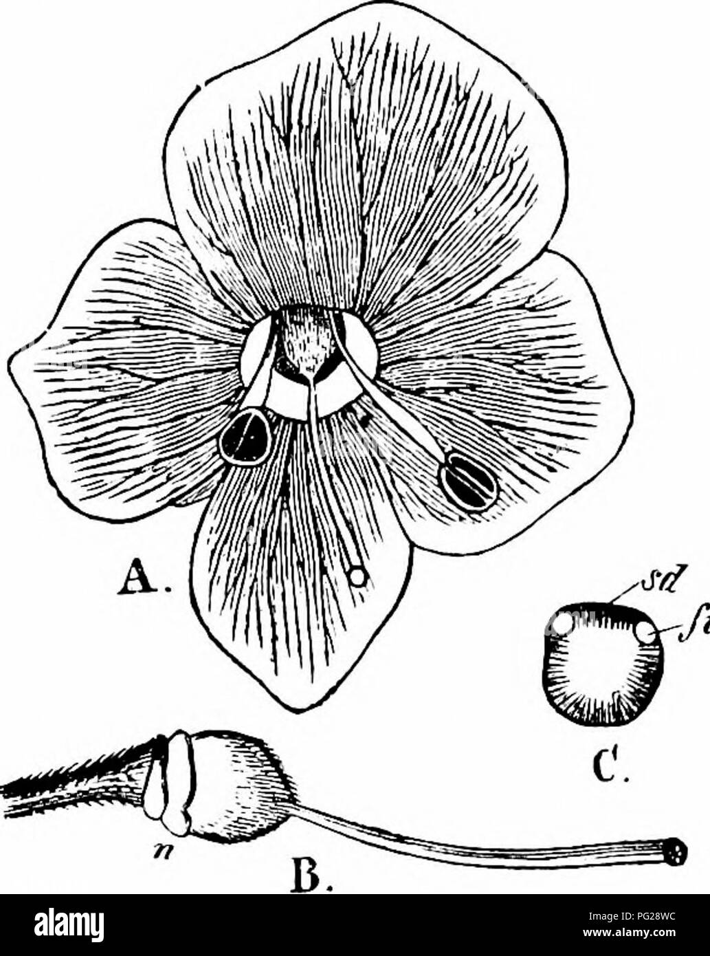 . Handbook of flower pollination : based upon Hermann Mu?ller's work 'The fertilisation of flowers by insects' . Fertilization of plants. 192 ANGIOSPERMAE—DICOTYLEDONES 2120. V. spuria L. (Kerner, 'Nat. Hist. PI.,' Eng. Ed. i, II, p. 326.)—The flowers of this and the most nearly related species (V. longifolia L., and V. spicata L.) are arranged in crowded spikes, and at the beginning of anthesis are adapted by protogyny for cross-pollination. After a few days the stamens of the oldest (i.e. lowest) flowers have elongated so much that their dehiscing anthers occupy the position at first taken u Stock Photo