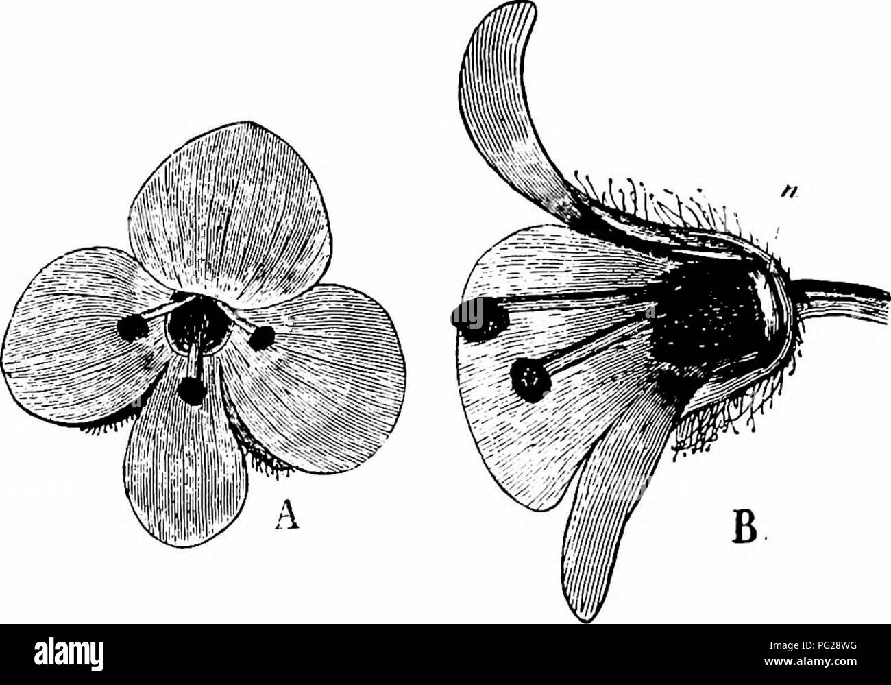 E Tenax High Resolution Stock Photography And Images Alamy
