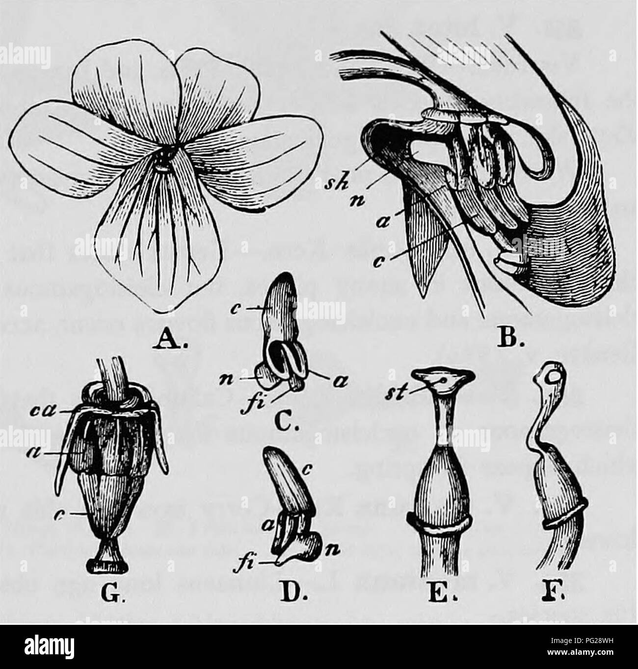 . Handbook of flower pollination : based upon Hermann Mu?ller's work 'The fertilisation of flowers by insects' . Fertilization of plants. VIOLARIEAE 139 MacLeod noticed 3 humble-bees, Anthophora, an ant, and a beetle in Flanders (Bot. Jaarb. Dodonaea, Ghent, vi, 1894, p. 223). Burkill ('Fertlsn. of Spring Fls.') observed the following on the Yorkshire coast.— A. Diptera. Muscidae: i. Cephalia nigripes Mg., skg. B. Hymenoptera. Apidae: 2. Bombus terrester L., skg. In Dumfriesshire 2 humble-bees, an Empid, and a hover-fly have been recorded (Scott-Elliot, 'Flora of Dumfriesshire,' p. 21). 348. V Stock Photo