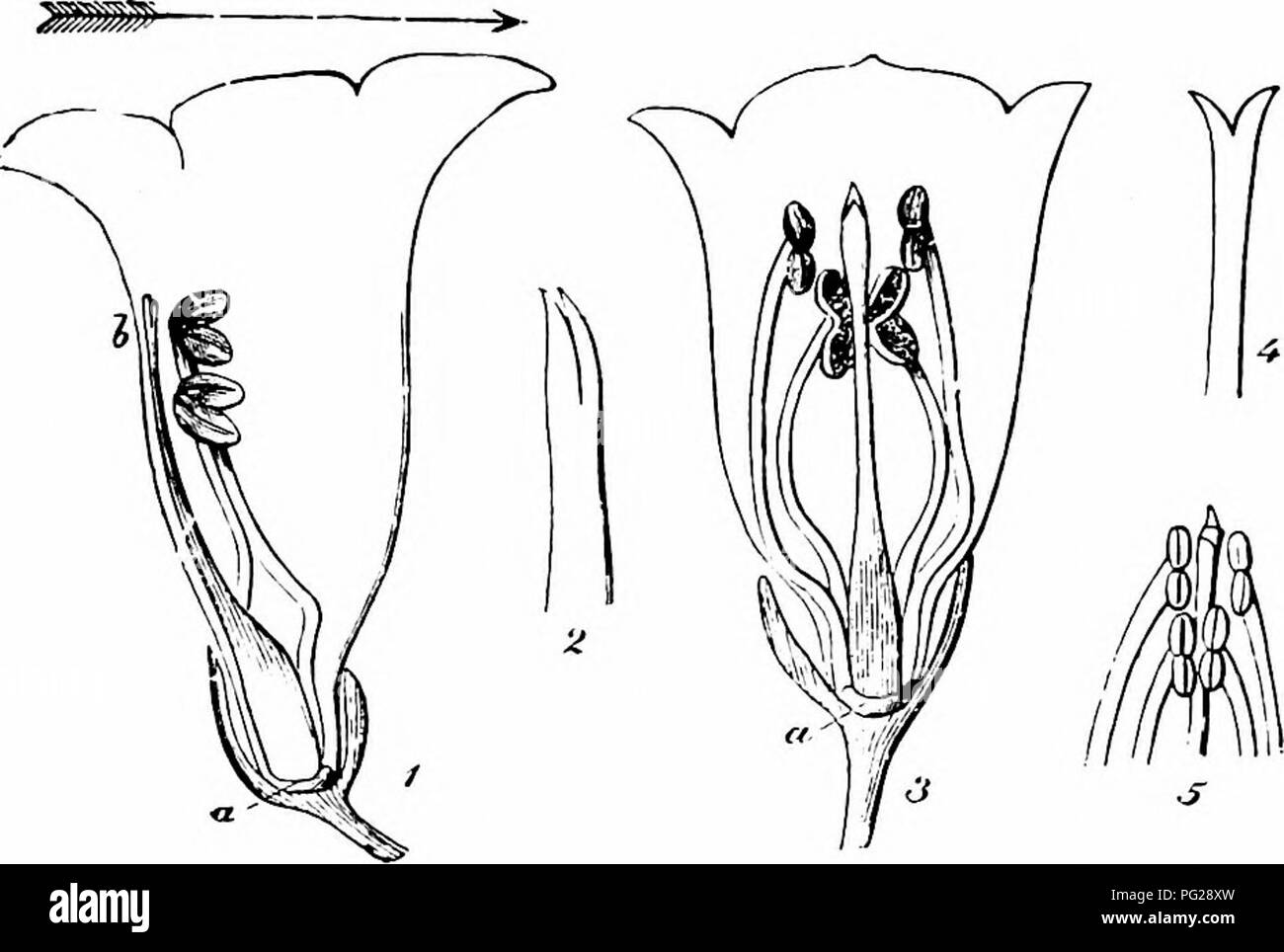. Handbook of flower pollination : based upon Hermann Mu?ller's work 'The fertilisation of flowers by insects' . Fertilization of plants. l82 ANGIOSPERMAE—DICOTYLEDONES. Fig. 291. Digitalis purpurea, L. (after Henn. MUUer). (i) Young flower in which the anthers of the long stamens are dehiscing; seen from the right side after removal of half the calyx and corolla. To bring the figure into the natural position it must be supposed twisted round to the right till the arrow is vertical. (3) End of the style of do., enlarged; the stigmatic lobes are apposed. (3) Some- what older flower, seen from b Stock Photo