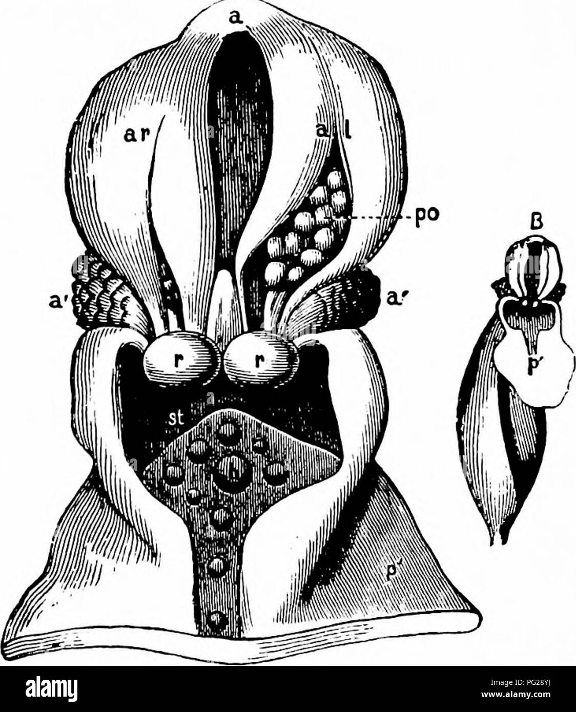 . Handbook of flower pollination : based upon Hermann Mu?ller's work 'The fertilisation of flowers by insects' . Fertilization of plants. Fig. 33. Lisiera ovaia, L., an Ichneumon Flower, agrees with the former species in the colour, form, and arrangement of its flowers, only differing in that these are smaller. There is still, however, a necessity for direct observation to confirm this supposition, since the agents which pollinate Listera cordata are as yet unknown. The two species Just named belong to the class of flowers possessing exposed nectar, in connection with which they have therefore Stock Photo