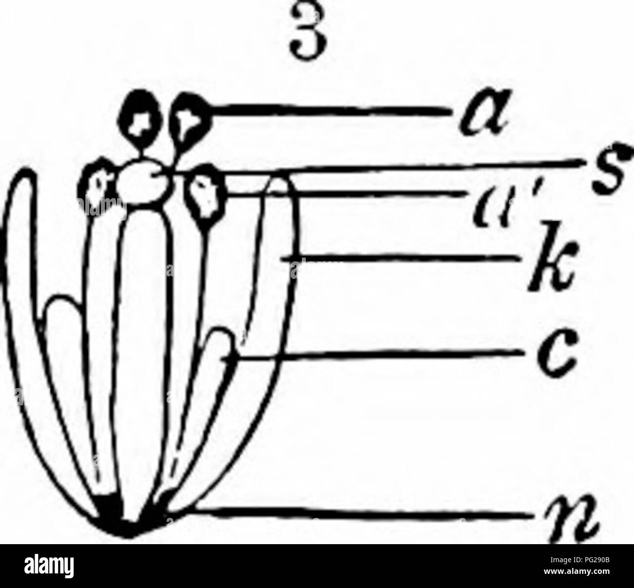 . Handbook of flower pollination : based upon Hermann Mu?ller's work 'The fertilisation of flowers by insects' . Fertilization of plants. Fig. 30- Sisvmhriinn. (From nature. Seini-diagTamnatic, and enlarged.) Two of the long stamens, two petals, and the anterior sepal have been removed. (i) S. officinale /-. Flower in the first stage; the anthers of the long stamensia) are at the same level as the stigma (j), those of the short ones(fl^ are lower. (2) S, officinale. Flower in the second stage : the anthers of the long stamens project beyond the stigma, those of the short stamens are at the sam Stock Photo