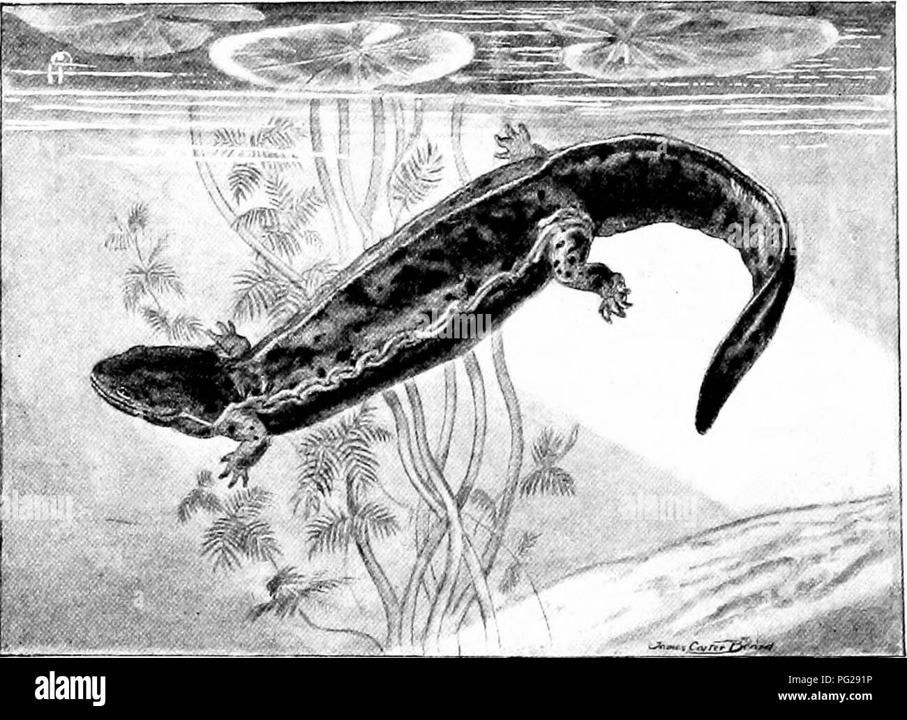 . The American natural history; a foundation of useful knowledge of the higher animals of North America. Natural history. 368 ORDERS OF AMPHIBIANS—TAILED AMPHIBIANS and the swift-running streams of the Dusky Salamander.^ Very frequently, salamanders are found un- derneath fallen trees, or stones, or under the bark of decaying logs; and on the western prairie farms the plough-share turns into the broad light of day many a burrowing amphibian. On the whole, the Spotted Salamander- ap- pears to be the best species with which to intro- duce the North American group. It is distinctly marked, and of Stock Photo