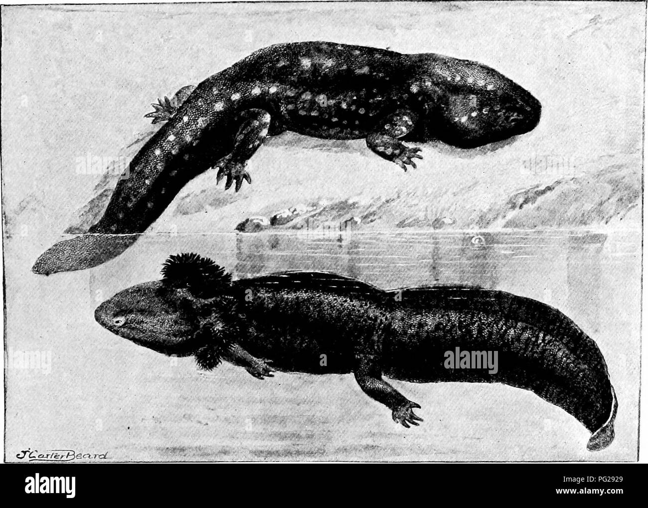 The American Natural History A Foundation Of Useful Knowledge Of The Higher Animals Of North America Natural History The Salamanders 367 The Two Lives Of The Axolotl The Lower Figure Shows