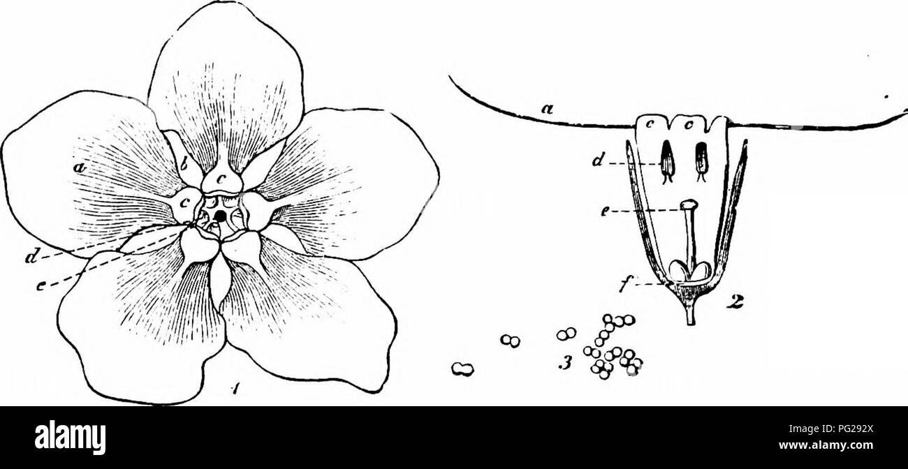 . Handbook of flower pollination : based upon Hermann Mu?ller's work 'The fertilisation of flowers by insects' . Fertilization of plants. BORAGINEAE 139 lidae: 2. Meligethes sp., creeping about the flowers, but never in the corolla-tube. {c) Tekphoridae: 3. Anthocomus fasciatus Z., vainly skg. B. Diptera. (a) Conopidae: 4. Myopa sp., skg. (3) Empidae: 5. Empis opaca F., skg.; 6. E. vernalis Mg., do. (f) Muscidae: 7. Anthomyia radicum Z. 5 and $ ; 8. Calobata cothurnata Fz., skg.; 9. Chlorops scalaris Mg.; 10. Echinomyia sps.; 11. Musca corvine F., skg.; 12. M. domestica Z., do.; 13. Opomyza ge Stock Photo