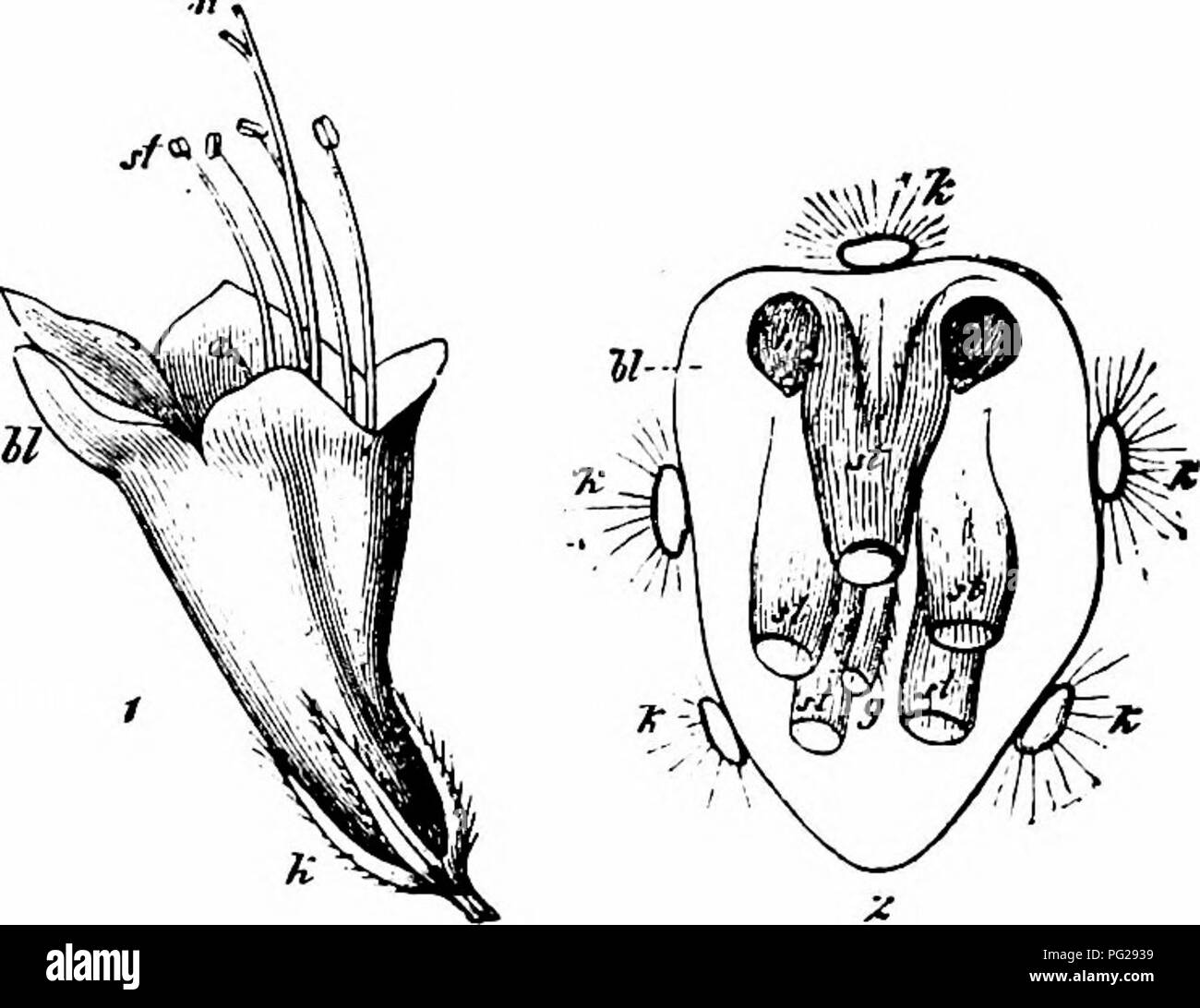 . Handbook of flower pollination : based upon Hermann Mu?ller's work 'The fertilisation of flowers by insects' . Fertilization of plants. BORAGINEAE 133 smaller bee at least comes into contact with the anther of the short stamen situated in the entrance of the flower. The style runs between the stamens, and its end divides into two short stigmatic branches. When the flower opens it is so short as scarcely to reach the entrance, and is quite straight with its branches closely apposed. In the course of anthesis it elongates till it projects 10 mm. beyond the entrance of the flower, and bends sli Stock Photo