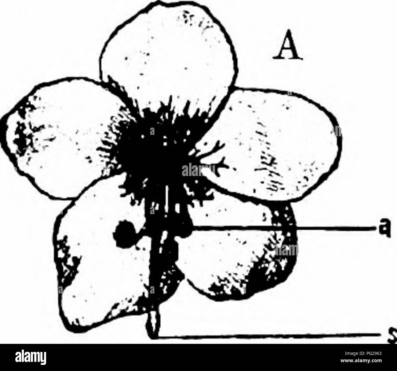 . Handbook of flower pollination : based upon Hermann Mu?ller's work 'The fertilisation of flowers by insects' . Fertilization of plants. no ANGIOSPERMAE—DICOTYLEDONES 584. Hockinia Gardn. 1922. H. montana Gardn. (Gilg, Ber. D. bot. Ges., Berlin, xiii, 1895.)—Gilg describes the flowers of this species as pleomorphous. Knoblauch (op. cit., xiii, 1895) refers all Gilg's forms to two only, so that it is only a case of dimorphism. 585. Halenia Borckh. 1923. H. Rothrockii A. Gray. (Gilg, op. cit.)—Gilg states that this species bears cleistogamous flowers of two kinds, in addition to the chasmogamou Stock Photo