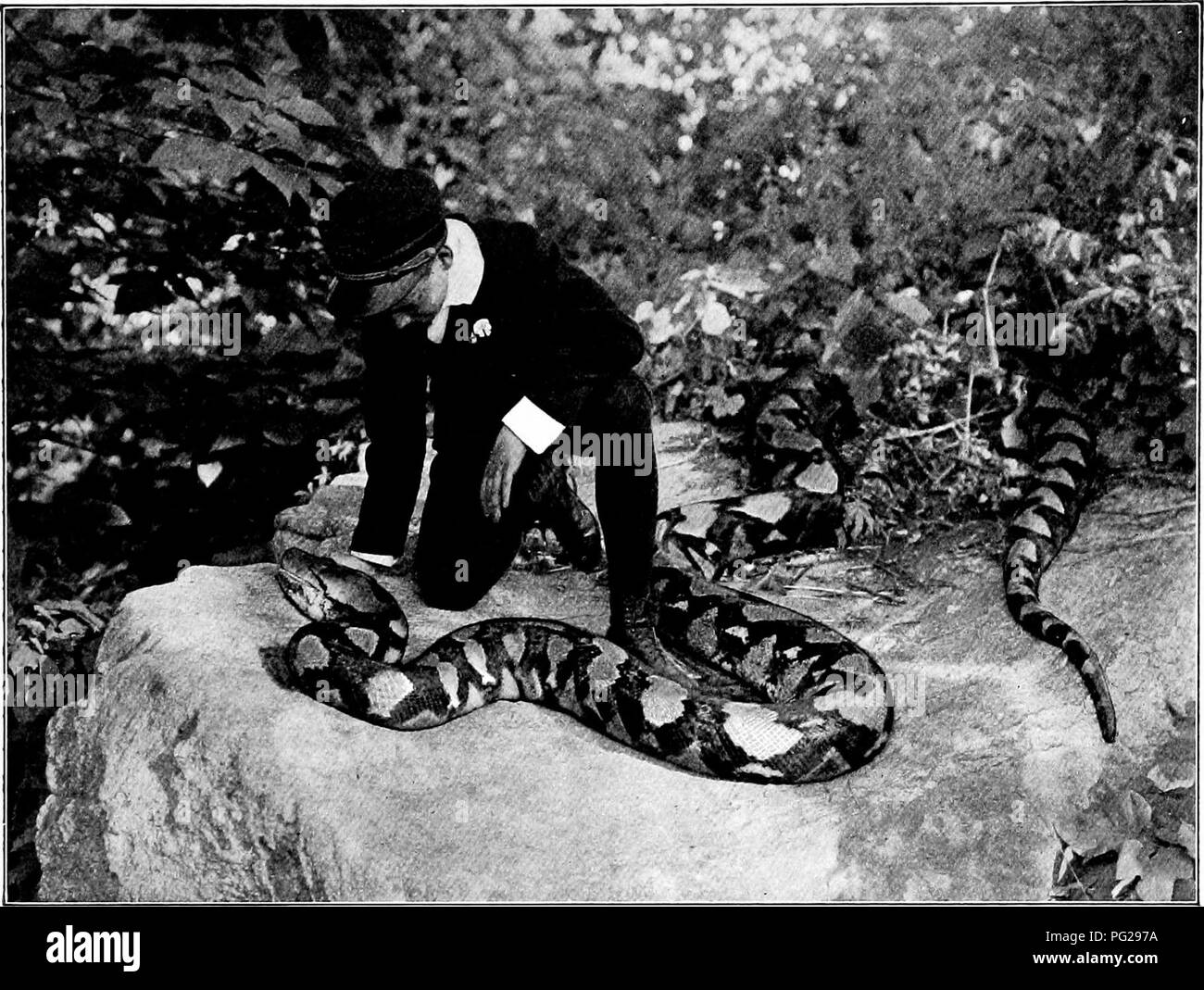 . The American natural history; a foundation of useful knowledge of the higher animals of North America. Natural history. TWENTY-TWO-FOOT RETICULATED PYTHON (dEAD). New York Zoological Park. CHAPTER XXXIX THE ORDER OF SERPENTS General Characters.—A serpent, commonly called a &quot;snake,&quot; is a very slender, long-bodied, legless reptile, cold-blooded, covered with scales, and breathing air. It moves by a sinuous mo- tion, in which the scales under the bodj^ grip the earth, while the extension of the body muscles push the body forward. To afford a good hold upon the earth, the abdominal sca Stock Photo