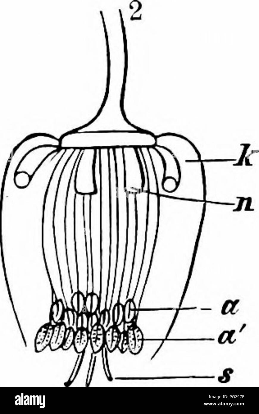 Handbook Of Flower Pollination Based Upon Hermann Mu Ller S Work The Fertilisation Of Flowers By Insects Fertilization Of Plants Fig 12 Hilleborus Foctidus L From Nature Half Schematic I Flower