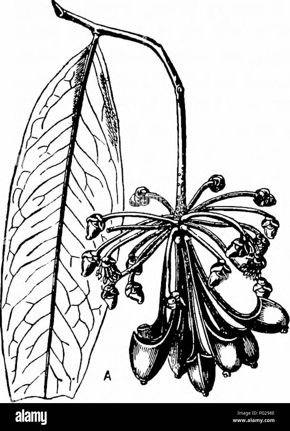 . Handbook of flower pollination : based upon Hermann Mu?ller's work 'The fertilisation of flowers by insects' . Fertilization of plants. 74 INTRODUCTION. inflorescence bears a number of pitcher-shaped nectaries, with their openings turned towards the flowers. The fluid contained in these receptacles is sought out by insects, which in their turn attract numerous insectivorous birds, many species of humming-bird being among them. These touch with their backs the pendulous anthers, brush off the pollen, and transfer it to the stigma when they visit another flower (cf. Fig. lo). Another interesti Stock Photo