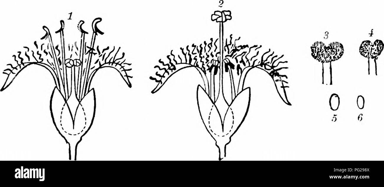 . Handbook of flower pollination : based upon Hermann Mu?ller's work 'The fertilisation of flowers by insects' . Fertilization of plants. GENTIANEAE 97 Hh: Gentiana punctata L., G. acaulis Z., G. asclepiadea Z., G. ciliata Z., G. purpurea Z., G. Amarella Z.; HhL: Gentiana tenella Roti., G. nana Wul/., G. campestris Z., G. obtusifolia W'z//,/., G. aurea Z.; Lb : Gentiana nivalis Z.; Lbdh-m (dh-m=diurnal hawk-moths): Gentiana verna Z., G. bavarica Z. 578. Meny£mthes Tourn. Flowers mostly dimorphous, with concealed nectar secreted at the base of the ovary. 1888. M. trifoliata L. (Sprengel, 'Entd. Stock Photo