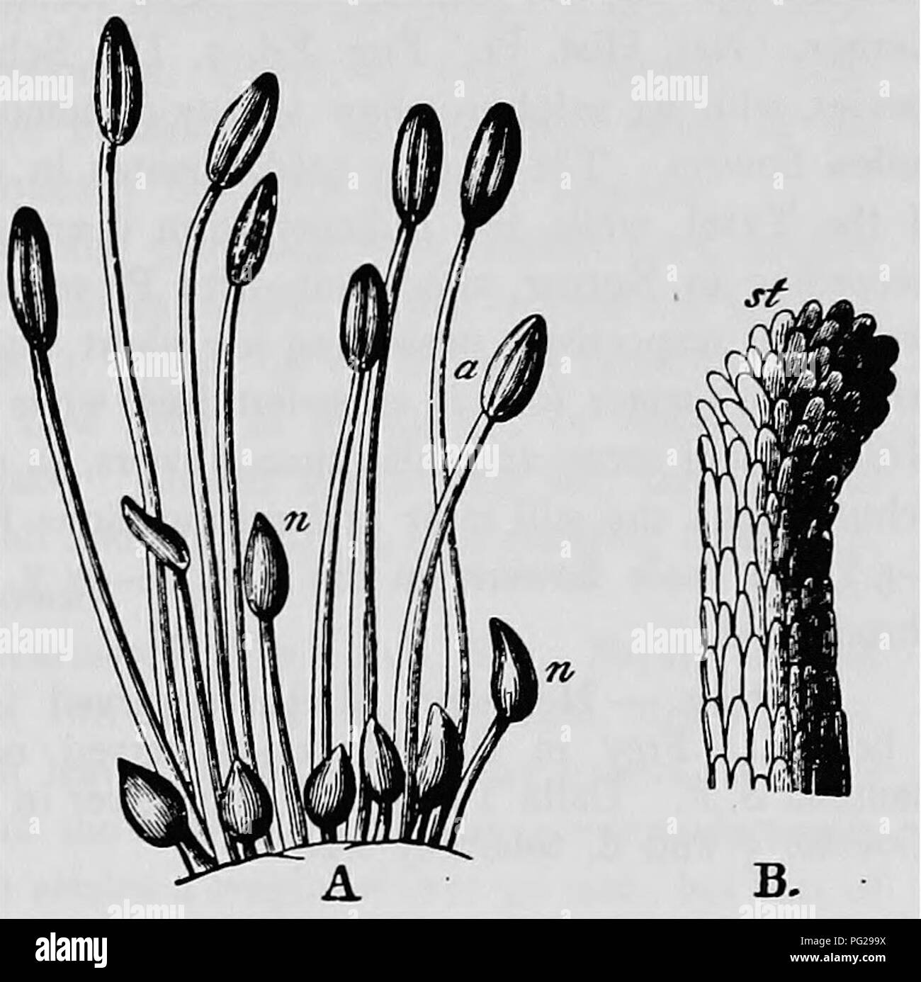 . Handbook of flower pollination : based upon Hermann Mu?ller's work 'The fertilisation of flowers by insects' . Fertilization of plants. RANUNCULACEAE Kiel, freq.; H. M., Thuringia); 4. B. hortorum L. 5 (Kn.), as the last. H. M. also observed in Thuringia : 5. Andrena gwynana K. S skg.; 6. Halictus cylindricus, F. 5, po-cltg., freq.; 7. H. morio i^. 5, po-cltg. {b) Formicidae {zA ntc.ZT-Xitti); 8. Lasius aiienus Foerst. §; 9. Leptothorax interruptus Schenck 5; 10. Myrmica levinodis Nyl. 5; II. M. ruginodis Nyl. 5; 12. M. scabrinodis Nyl. J; 13. Tapinoma erraticum Latr. 5. B. Coleoptera. { Stock Photo