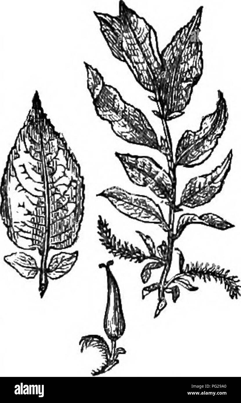 Very rare shrub Black and White Stock Photos & Images - Alamy