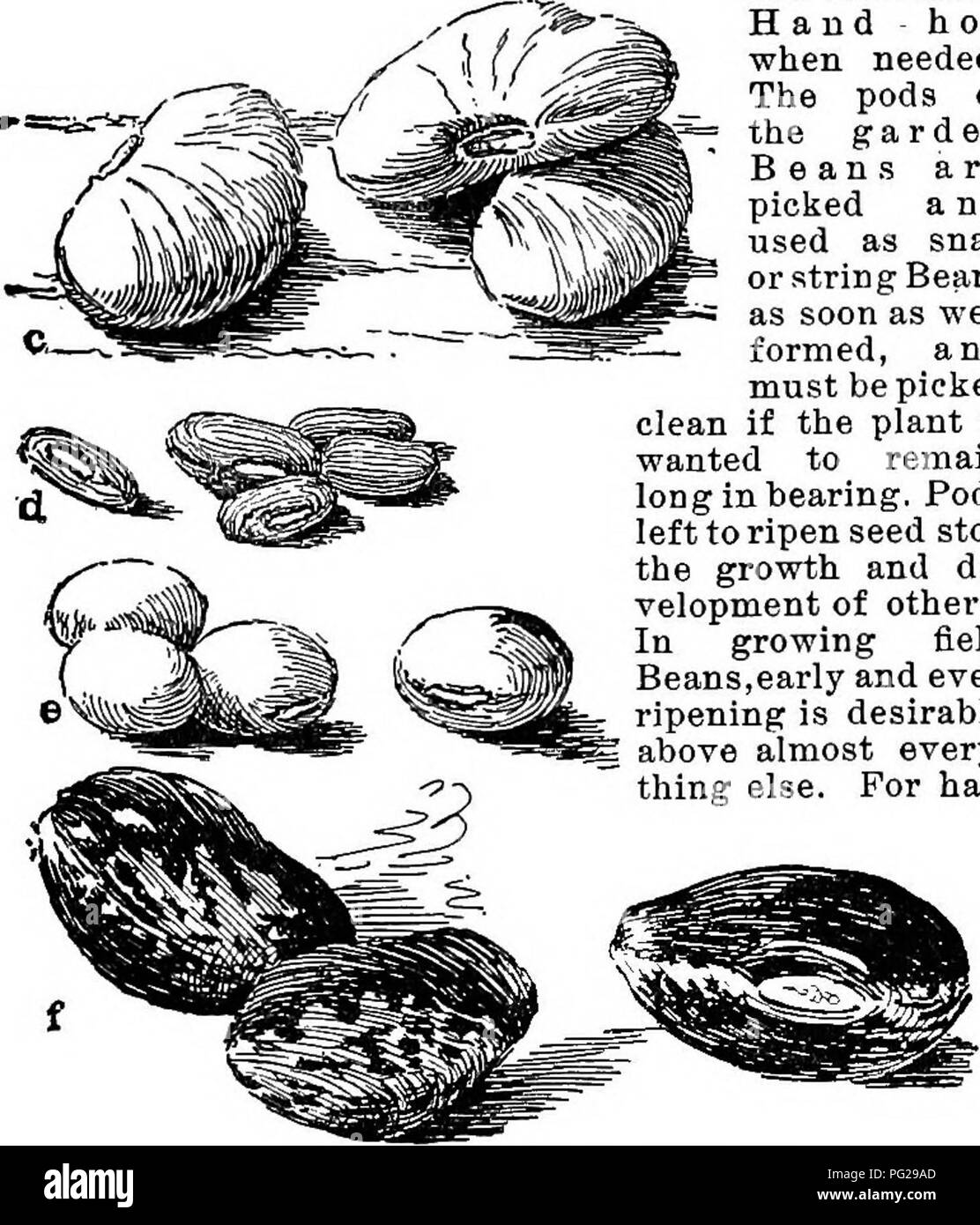 . Cyclopedia of American horticulture, comprising suggestions for cultivation of horticultural plants, descriptions of the species of fruits, vegetables, flowers, and ornamental plants sold in the United States and Canada, together with geographical and biographical sketches. Gardening. 191. Types of Beans. Natural size. a Vieia Faba. b, Phaseolus vulgaris, c, Phaseolus lunatus. d, Dolichos sesquipedalis. e, Glycine hispida. f, Phaseolus multillorus. vesting the crop, special tools have been devised and are in use by those who make a business of Bean-grow- ing ; but when a regular Bean-puller  Stock Photo