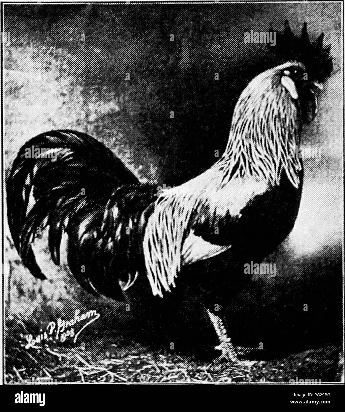. Principles and practice of poultry culture . Poultry. 362 POULTRY ...