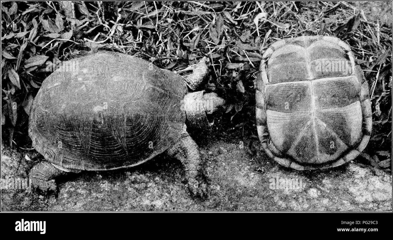 . The American natural history; a foundation of useful knowledge of the higher animals of North America. Natural history. THE TORTOISES 335 ished a marvellous series of gigantic reptilian forms. Beside some of these extinct creatures our largest reptiles are mere pygmies, and to-day they are equalled in bulk only by the rhinoce- ros, hippopotamus, elephant, and whale. The great Brontosaurus, whose fossil remains were found in the bad-lands of Wyoming, was sixty feet long, and some of the great Dinosaurs, or kangaroo-like lizards, stood over thirty feet in height! Beside the Giant Tortoises, ou Stock Photo