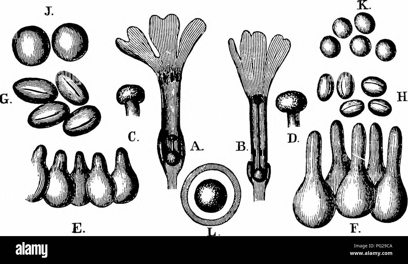 . Handbook of flower pollination : based upon Hermann Mu?ller's work 'The fertilisation of flowers by insects' . Fertilization of plants. Fig. 24,^. Primula villosa, Jacq. (?) (after Herm. Miillerl. Short- and long-styled flowers, seen from the side (natural size). Do., seen from above. E, F. Do. in longitudinal section. A, B. C,D. (=P. latifolia Koch, and P. graveolens Heg). (Herm. Miiller, ' Alpenblumen,' pp. 367-9.)—This species bears dimorphous heterostylous butterfly flowers. The corolla-tube is so narrow, that between it and the stigma the distance is scarcely i mm., and consequendy the. Stock Photo