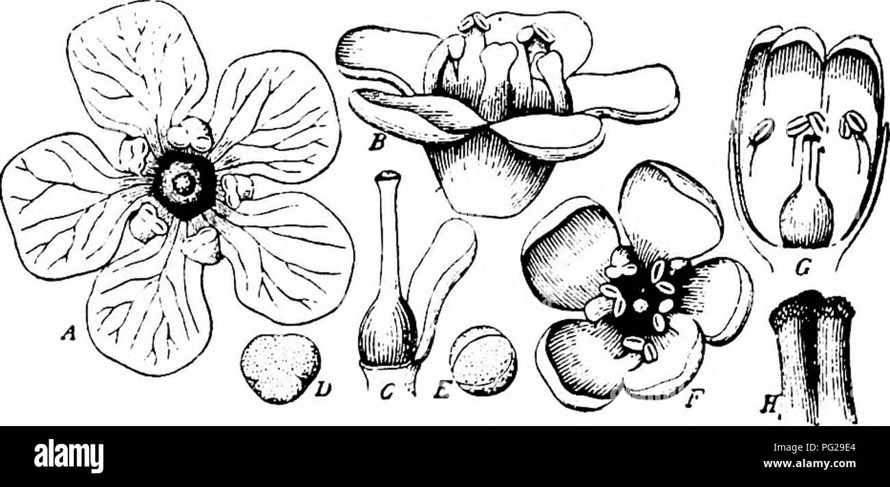 . Handbook of flower pollination : based upon Hermann MuÌller's work 'The fertilisation of flowers by insects' . Fertilization of plants. PLUMB AG INEAE 55. LXIII. ORDER PLVMBAGINEAE JUSS. Literature.âKnuth, ' Bl. u. Insekt. a. d. nordfr. Ins.,' p. 122. Flowers small but biightly coloured, and arranged in heads or corymbs. Nectar secreted and concealed in the bases of the flowers, which therefore belong to class C or S. Fritz Miiller states that many species of Plumbago and Statice are dimor- phous (Bot. Ztg., Leipzig, xxvi, 1868, p. 113). 536. Armeria L. 1790. A. elongata Hoflfm. ( = A. vulga Stock Photo