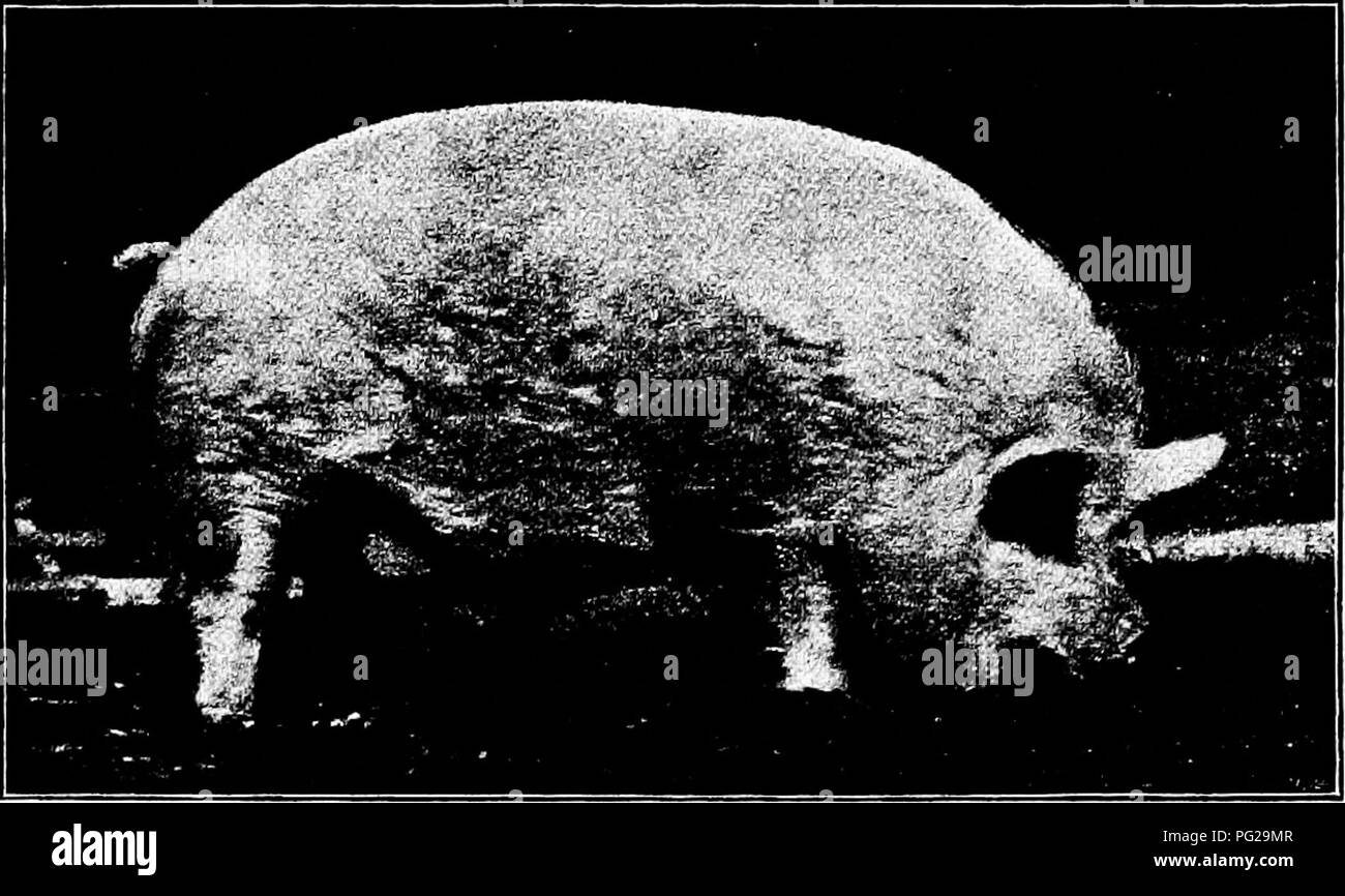 Yorkshire pig farm Black and White Stock Photos & Images - Alamy