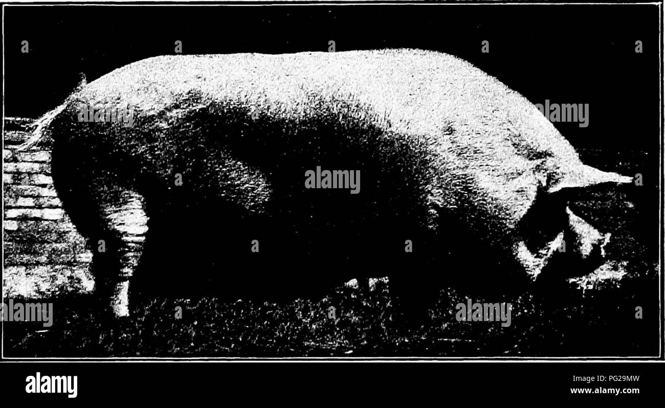 Chester white pig hires stock photography and images Alamy