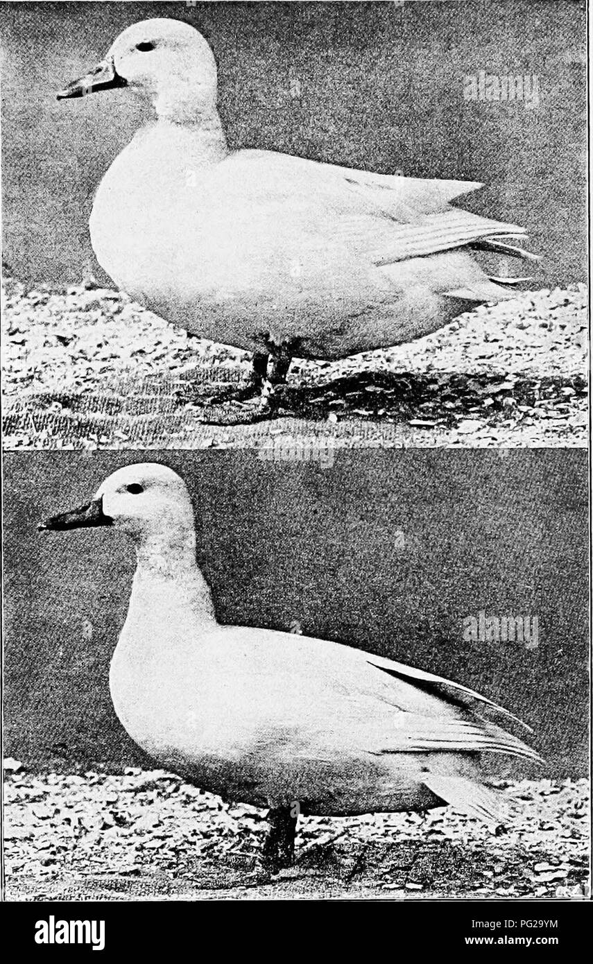 . Ducks and geese . Ducks; Geese. Fig. 9. Upper—White Call Duck. Lower—White Call Drake. (Photographs from the Bureau of Animal Industry, U. S. Depart- ment of Agriculture.). Please note that these images are extracted from scanned page images that may have been digitally enhanced for readability - coloration and appearance of these illustrations may not perfectly resemble the original work.. Lamon, Harry M; Slocum, Rob R. (Rob Roy), 1883-1944. New York : Orange Judd Publishing Company Stock Photo