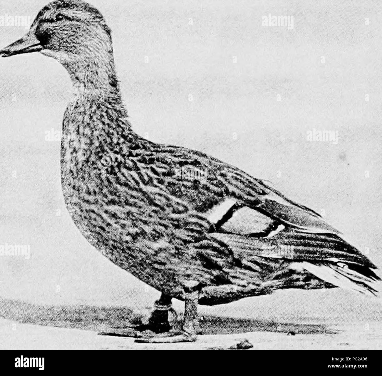 . Ducks and geese . Ducks; Geese. Fig. 8 Upper—Gray Call Drake. Lower—Gray Call Duck. (Photographs from ihe Bureau of Animal Industry, U. S. Depart- ment of Agriculture.). Please note that these images are extracted from scanned page images that may have been digitally enhanced for readability - coloration and appearance of these illustrations may not perfectly resemble the original work.. Lamon, Harry M; Slocum, Rob R. (Rob Roy), 1883-1944. New York : Orange Judd Publishing Company Stock Photo