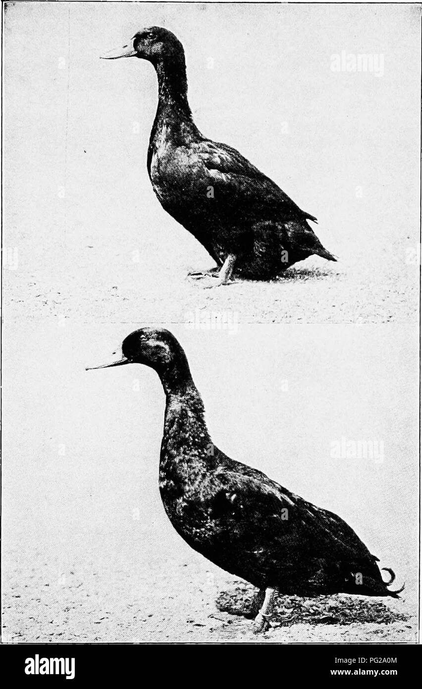 . Ducks and geese . Ducks; Geese. Fig. 7. Upper—Cayuga Duck. Lower—Cayuga Drake. (Pho- tographs from the Bureau of Animal Industry, U. S. Department of Agriculture.). Please note that these images are extracted from scanned page images that may have been digitally enhanced for readability - coloration and appearance of these illustrations may not perfectly resemble the original work.. Lamon, Harry M; Slocum, Rob R. (Rob Roy), 1883-1944. New York : Orange Judd Publishing Company Stock Photo