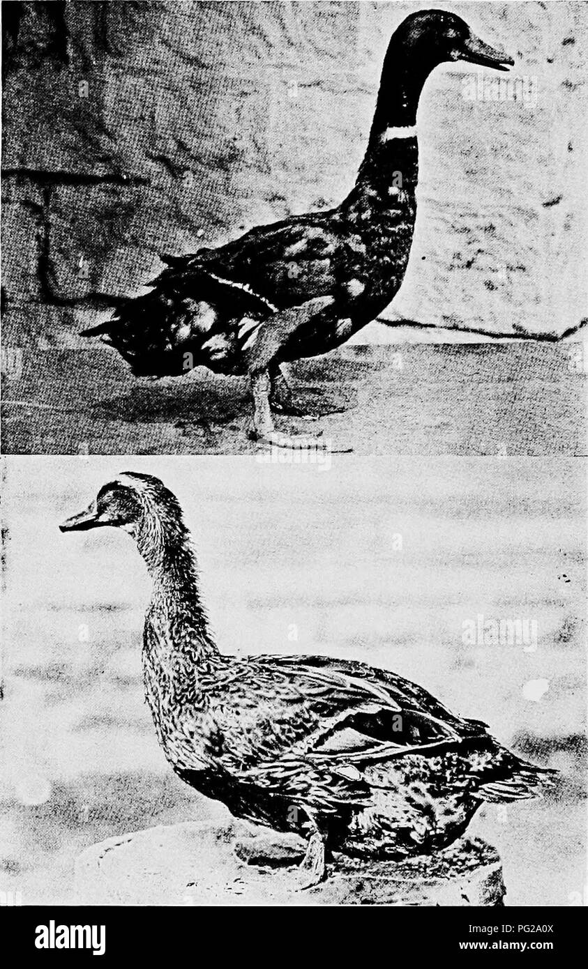 . Ducks and geese . Ducks; Geese. Fig 6. Upper—Rouen Drake showing summer plumage. At this season the Rouen drake assumes a plumage resembling quite closely that of the female. In the fall the drake again assumes the normal male plumage. Lower—Rouen Duck. (Photographs from the Bureau of Animal Industry, U. S. Department of Agriculture-). Please note that these images are extracted from scanned page images that may have been digitally enhanced for readability - coloration and appearance of these illustrations may not perfectly resemble the original work.. Lamon, Harry M; Slocum, Rob R. (Rob Roy Stock Photo