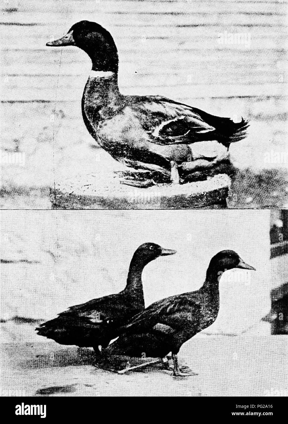 . Ducks and geese . Ducks; Geese. Fig 5. Upper—Rouen Drake. Notice the low set, nearly hori- zontal body, the massive appearance and the arched back. Lower— Pair of Black East India Ducks. (Photographs from the Bureau of Animal Industry, U. S. Department of Agriculture.). Please note that these images are extracted from scanned page images that may have been digitally enhanced for readability - coloration and appearance of these illustrations may not perfectly resemble the original work.. Lamon, Harry M; Slocum, Rob R. (Rob Roy), 1883-1944. New York : Orange Judd Publishing Company Stock Photo