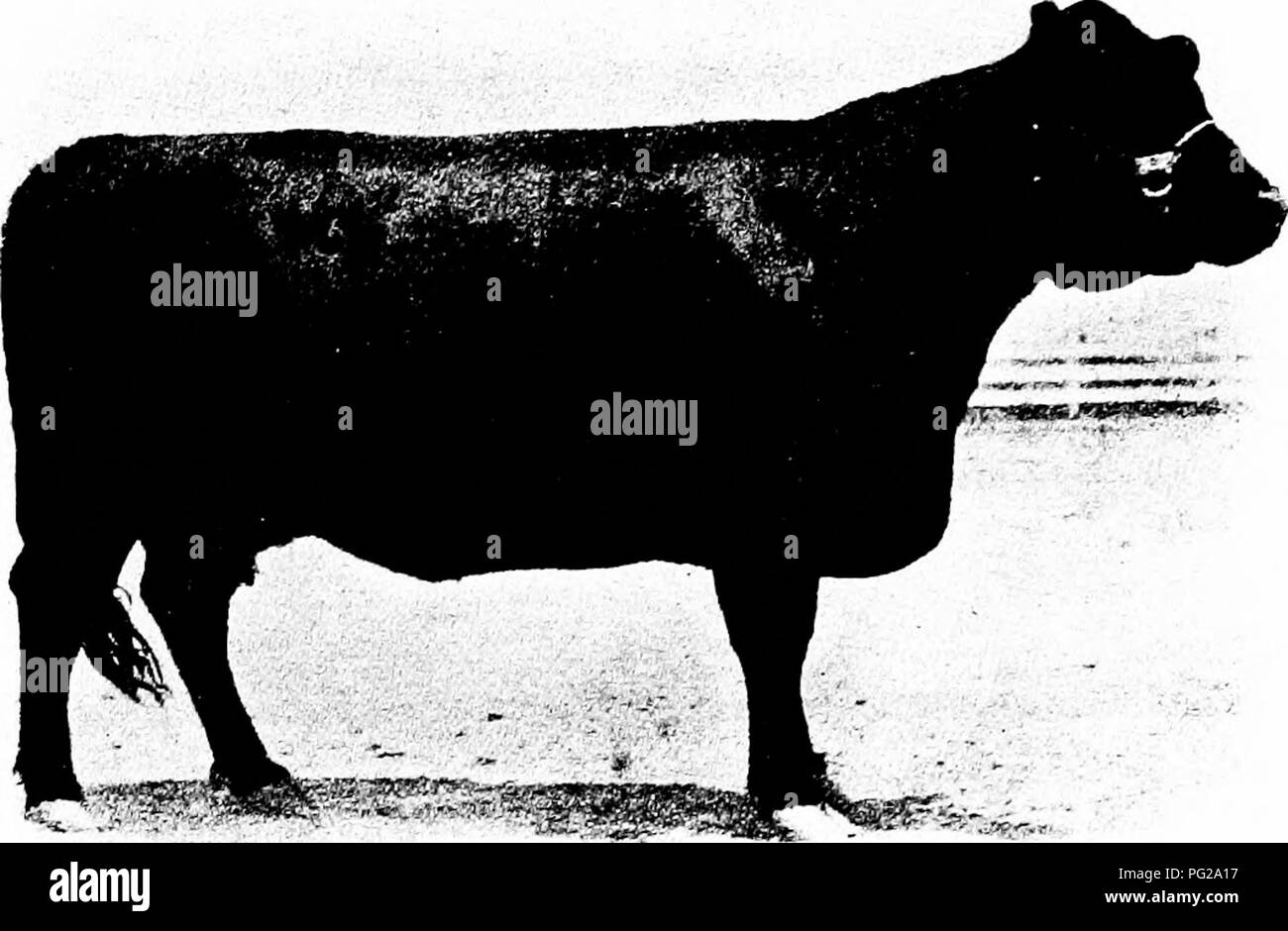 Holsteins on farm Black and White Stock Photos & Images - Alamy
