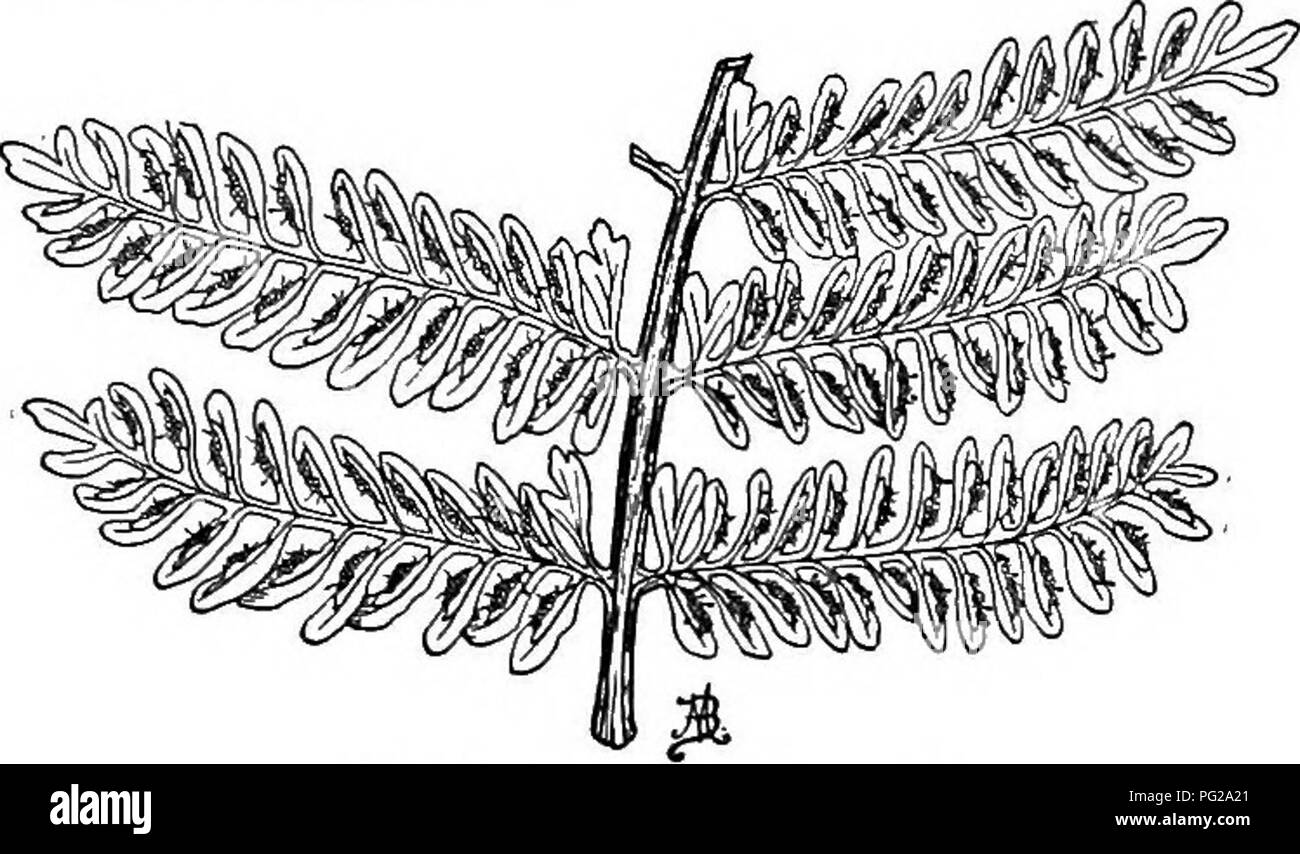 . Cyclopedia of American horticulture, comprising suggestions for cultivation of horticultural plants, descriptions of the species of fruits, vegetables, flowers, and ornamental plants sold in the United States and Canada, together with geographical and biographical sketches. Gardening. ASPLENIUM 15. oune^tum, Lam. Lrs. 12-16 in. long, 4-6 in. wide, tripinnate below, the ultimate divisions broadly obtuse above and strongly cuneate below ; sori linear, usually long for the size of the segments. Trop. regions generally. 16. frigrrana, Swartz {A. fmniculAceum, Kunth.) Lvs. 2-3-pinnate ; ultimate  Stock Photo