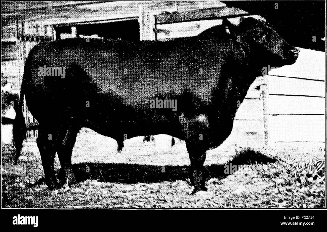 . Types and breeds of farm animals . Livestock. THE ABERDEEN ANGUS 217 the success of the breed in the United States are J. S. Goodwin, L. McWhorter, Evans &amp; Son, Palmer &amp; Palmer, J. J. Rodgers, and B, R. Pierce &amp; Son of Illinois; Leslie &amp; Burwell of Wisconsin; W. A. McHenry and A. C. Binnie of Iowa; M. A. Judy of Indiana; Wallace Estill and Hugh Elliott of Missouri; J. J. Hill of Min- nesota ; D. Bradfute &amp; Son and J. S. Hine of Ohio, and Dr. Craik, Mossom Boyd &amp; Co., and M. H. Cochrane of Canada. Characteristics of the Aberdeen Angus. In general conforma- tion this br Stock Photo