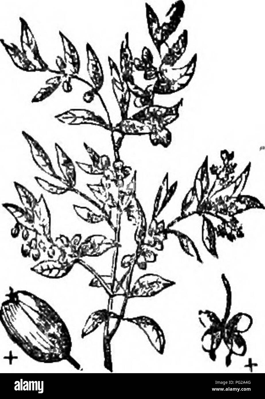 Hardy deciduous shrubs Black and White Stock Photos & Images - Alamy