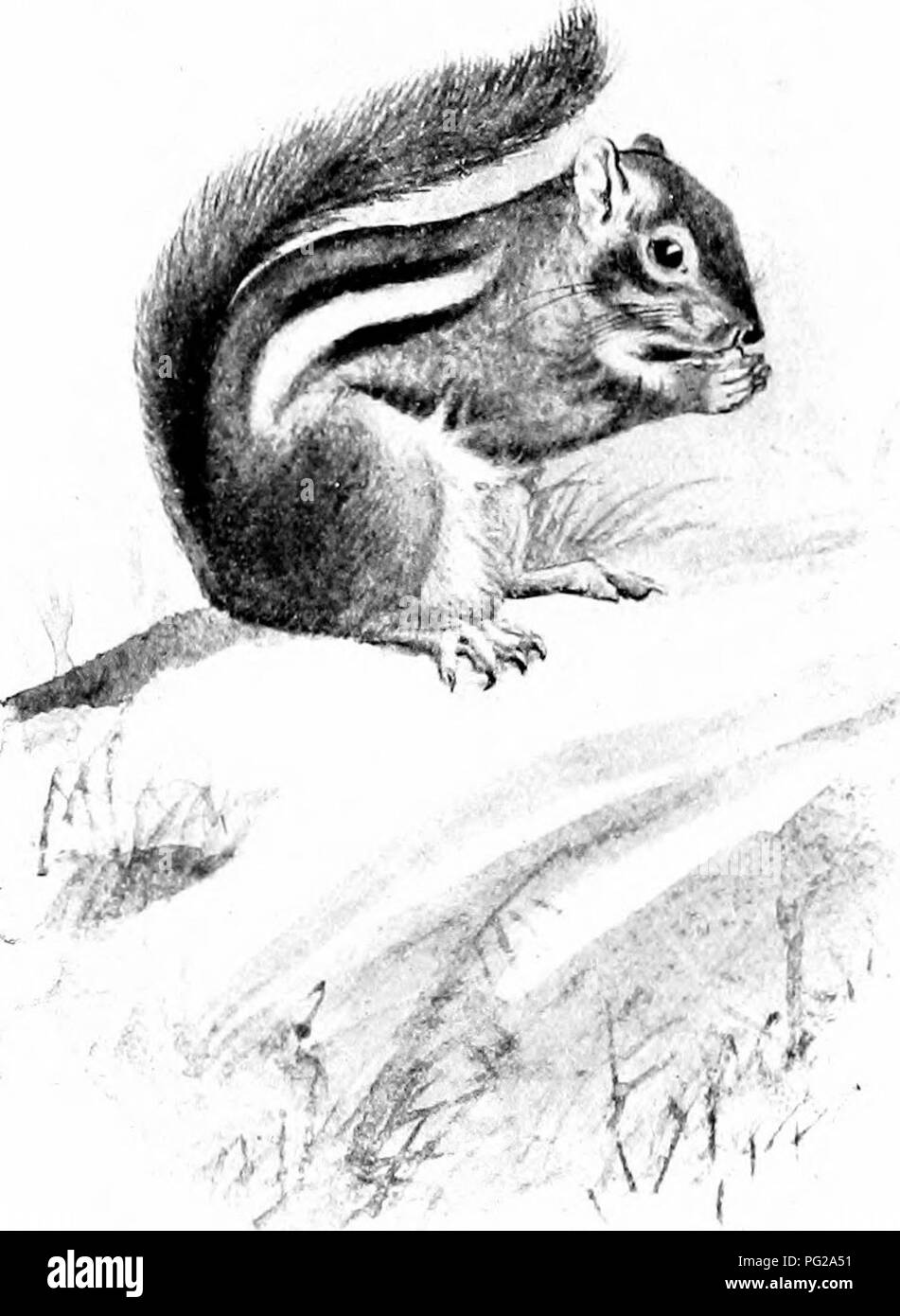 The American Natural History A Foundation Of Useful
