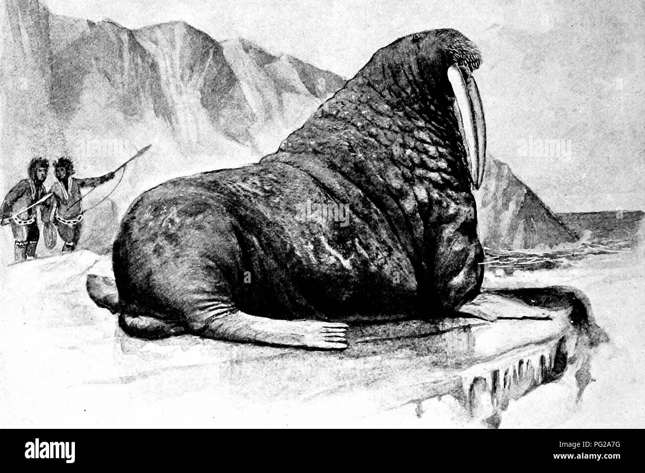 The American natural history; a foundation of useful knowledge of the higher animals of North America. Natural history. 64 ORDEES OF MAMMALS—SEALS AND SEA-LIONS herds float about on the ice-fields, retreating The American natural history; a foundation of useful knowledge of the higher animals of North America. Natural history. 64 ORDEES OF MAMMALS—SEALS AND SEA-LIONS herds float about on the ice-fields, retreating