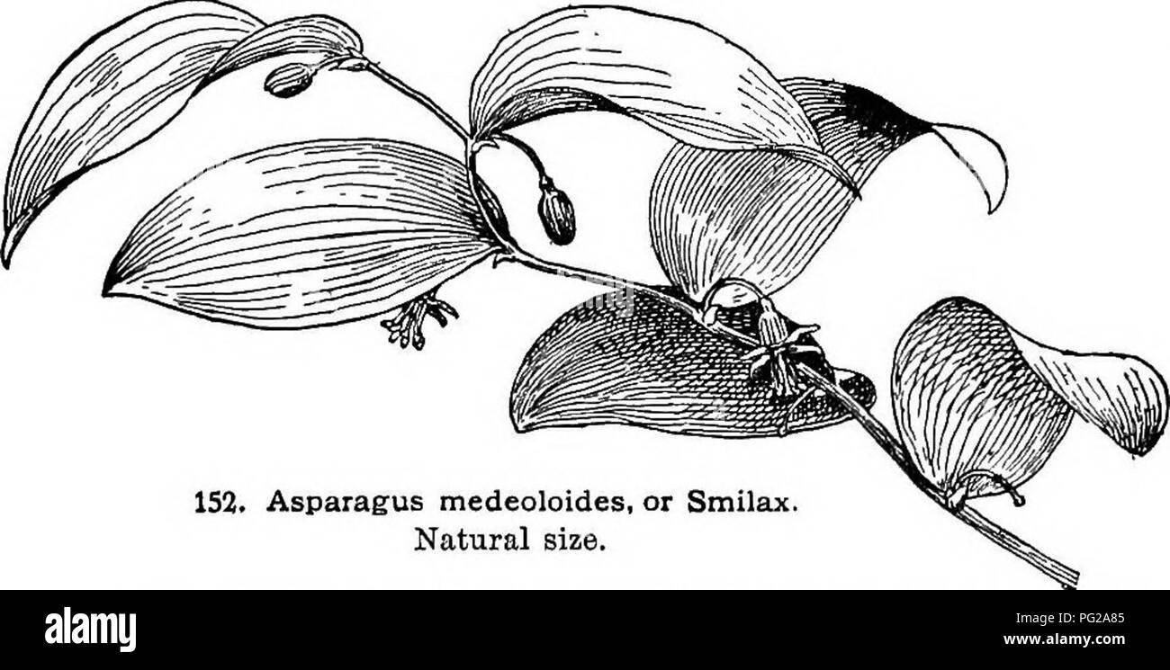 . Cyclopedia of American horticulture, comprising suggestions for cultivation of horticultural plants, descriptions of the species of fruits, vegetables, flowers, and ornamental plants sold in the United States and Canada, together with geographical and biographical sketches. Gardening. 152. AsparaiTUS medeoloides, or Smilax. Natural size. 155 (but not dwarf, as its name implies), is commoner than the type, from which it is distinguished, according to Watson,&quot; by the fulness and flatness of its fronds, and by its refusal to multiply by means of cuttings, division of the 153. Asparagus Spr Stock Photo