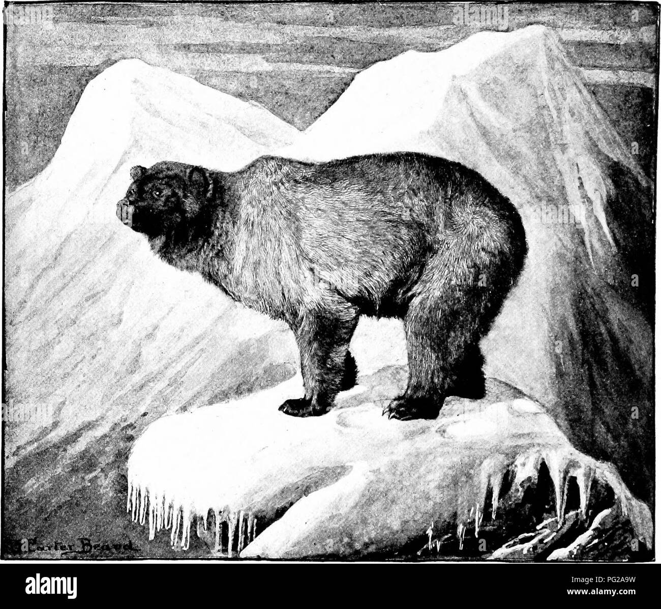 . The American natural history; a foundation of useful knowledge of the higher animals of North America. Natural history. 40 OEDEES OF MAMMALS—FLESH-EATERS verjr confusing fact about the Black Bear is the frequency with which it runs into brown or cinnamon colors. vSometimes black and brown cubs have been found in the same litter. Very curiously, however, this color is found only in the Rocky Mountains, and farther west. In its brown phase, this animal is called the Cinnamon round on the hind c^uarters, low at the shoulders, and also by the fact that in walking it usually carries its head low. Stock Photo