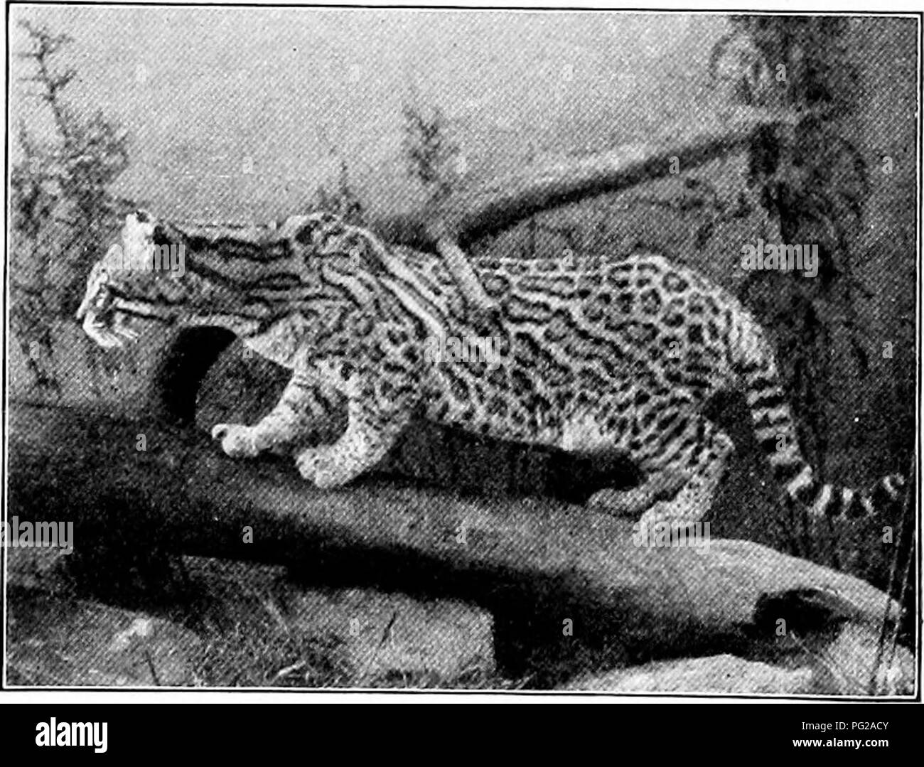 Lynx kill Black and White Stock Photos & Images - Alamy