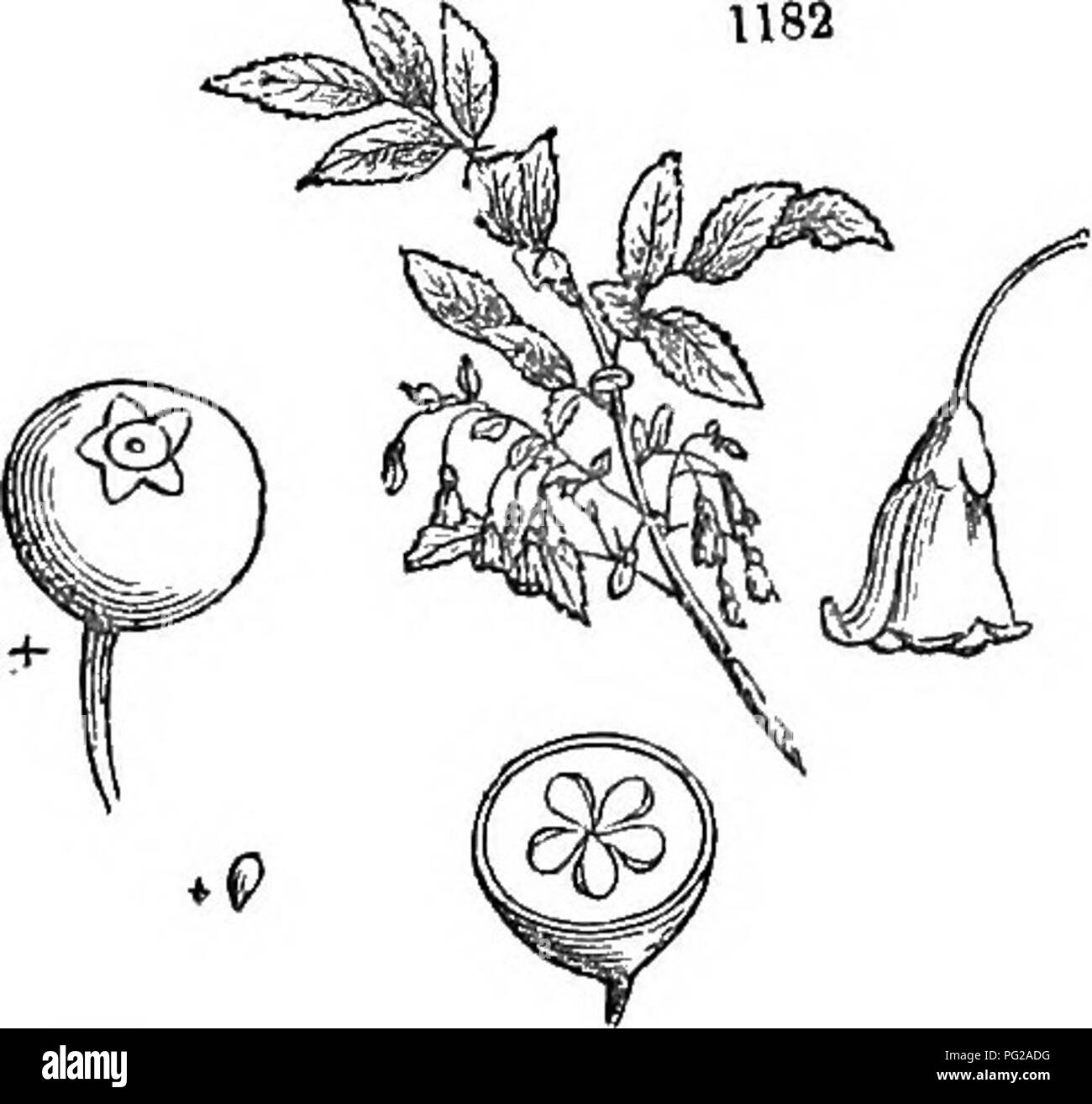 Hardy deciduous shrubs Black and White Stock Photos & Images - Alamy