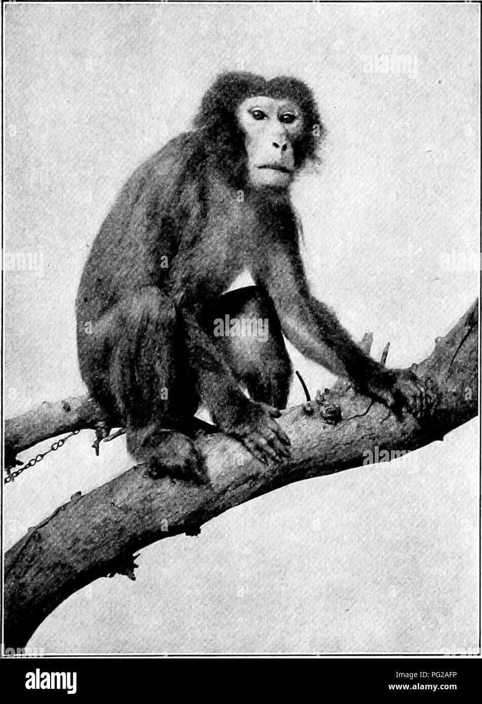 . The American natural history; a foundation of useful knowledge of the higher animals of North America. Natural history. OLD WORLD MONKEYS 13 The Slamang,* of Sumatra, is the largest and rarest of the Gibbons. It is jet black, all over, face as well as fur, and it has a throat pouch which is distended to astounding proportions when it utters its peculiar, piercing cry. This species is as rare in captivity as the gorilla, and the only specimen seen alive in the New World up to 1903 was exhibited at the New York Zoo- logical Park in that year. OLD-WORLD MONKEYS AND BABOONS. Cercopithecidae. Typ Stock Photo
