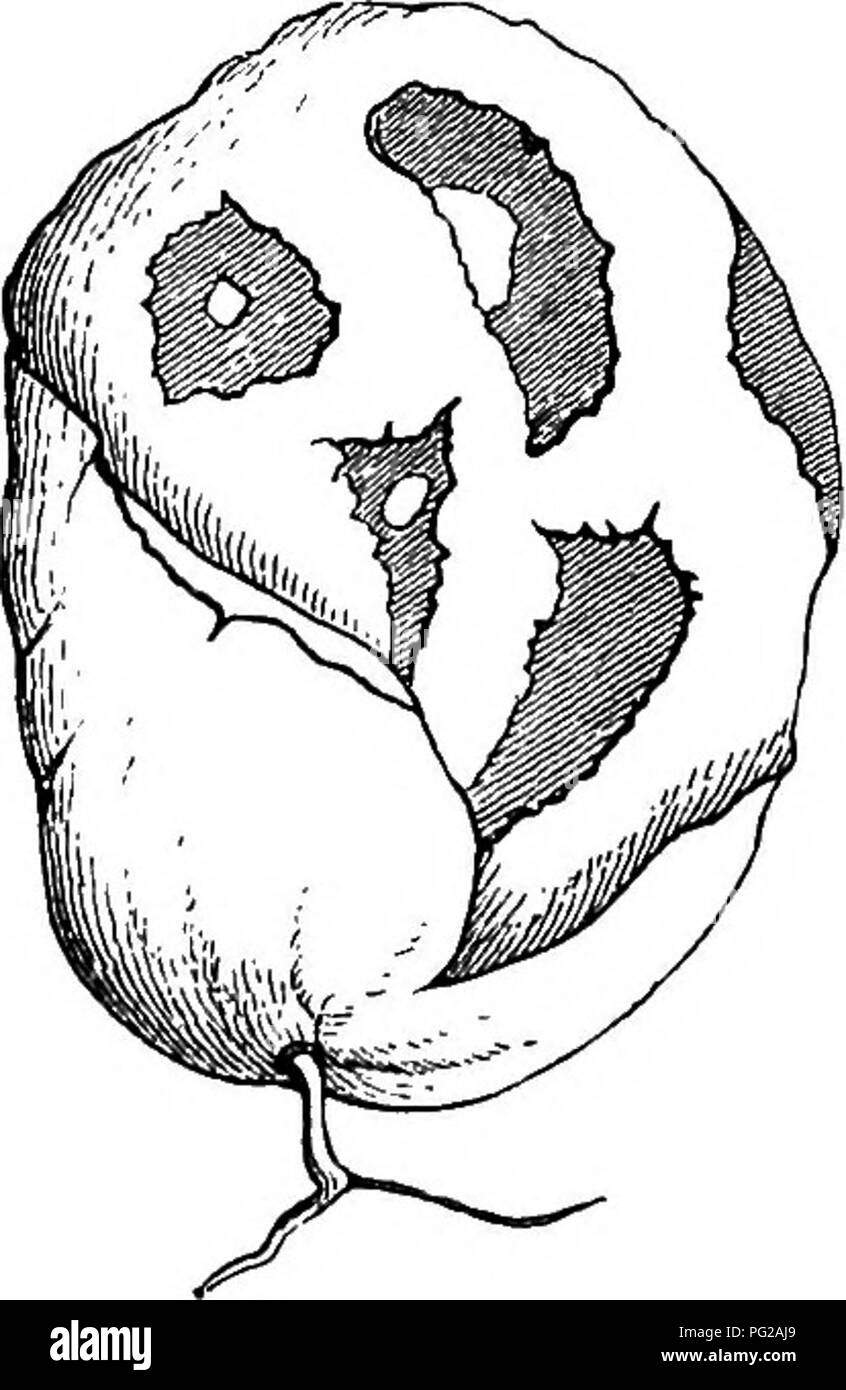 . Comparative morphology and biology of the fungi, mycetozoa and bacteria . Plant morphology; Fungi; Myxomycetes; Bacteriology. Fig. 155. Ctathrus cancellattts. Young compound sporophore in median longitudinal, section. f» mycelium, r, r sections through the strands of the receptaculum, surrounding the gleba, which is shaded. Further explanation in the text. The figure is diagrammatic after Tulasne's and Berkelej-'s drawings. Natural size.. Fig. 156. Clathrus cancettatus. Mature specimen; the receptaculum with comparatively narrow fissures has issued from the ruptured peridium. Sketched from a Stock Photo