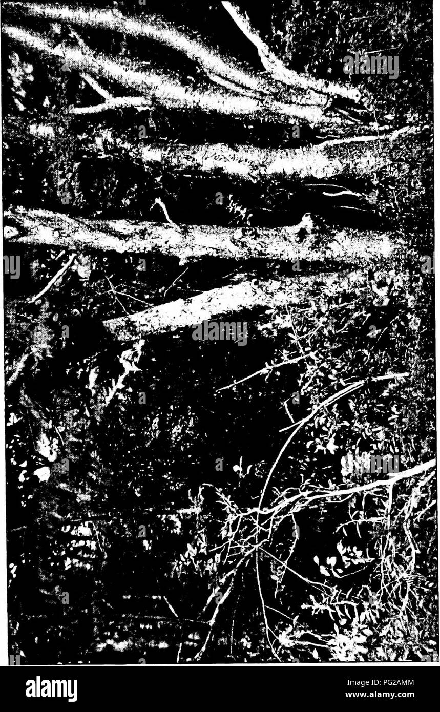 This guide introduces readers to different tree species, focusing on ...