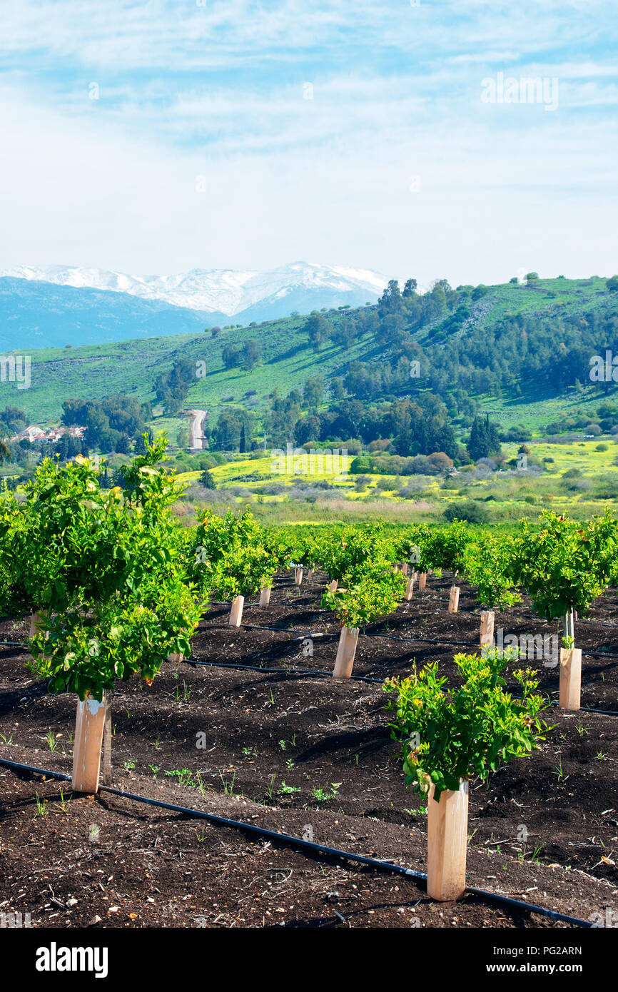 The saplings of fruit trees Stock Photo Alamy