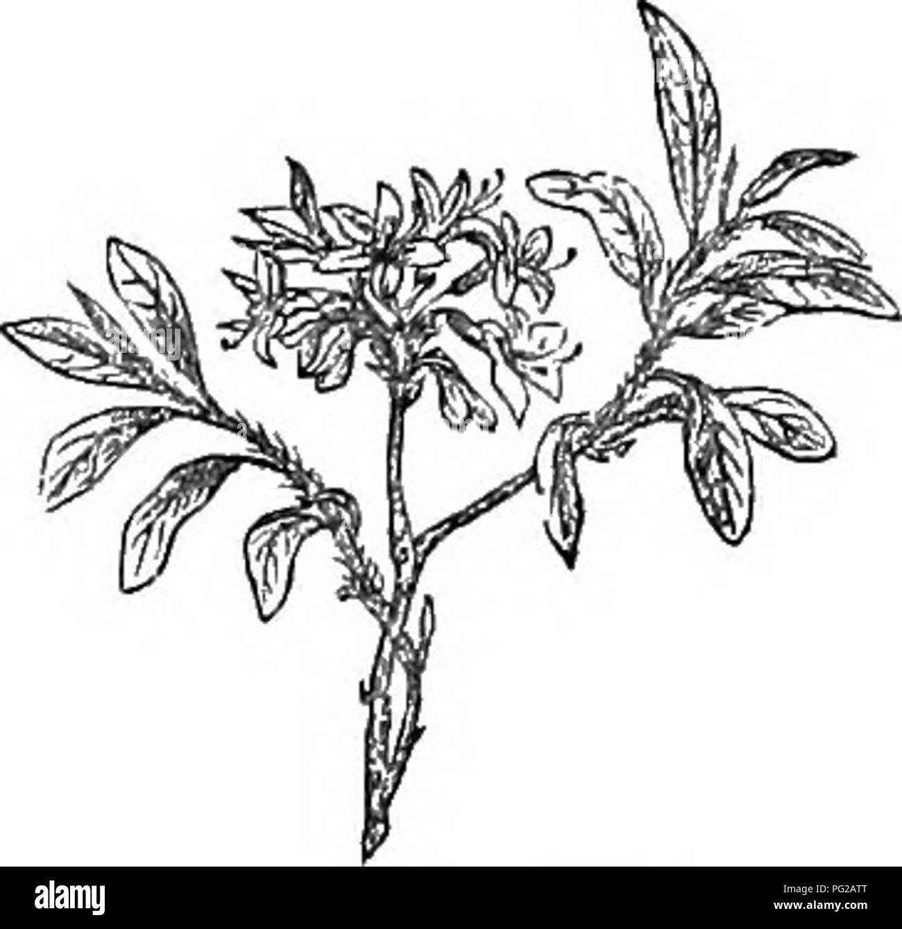 View landscaping trees shrubs Black and White Stock Photos & Images - Alamy