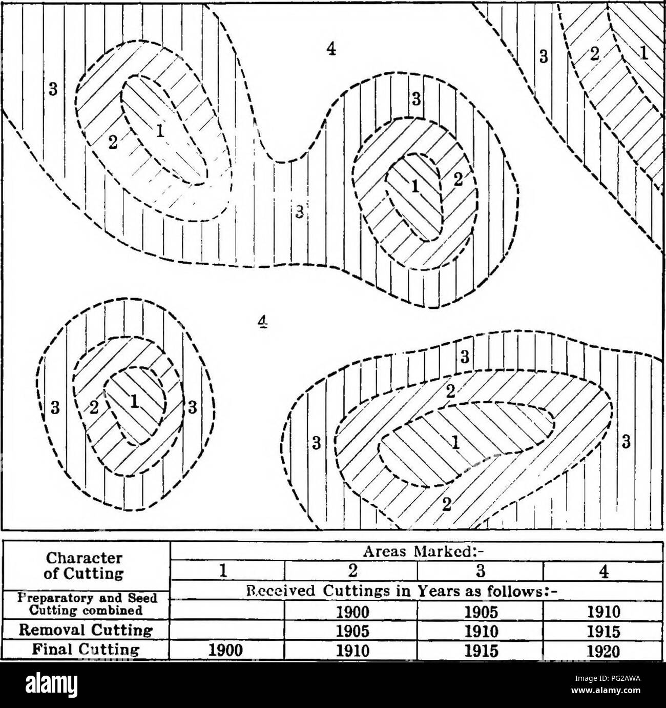 . The practice of silviculture : with particular reference to its application in the United States . Forests and forestry. MODIFICATIONS OF THE METHOD 75. Fig. 24. Arrangement of the cuttings in a stand reproduced by the group shelterwood method. Advance reproduction was present on areas marked &quot; 1&quot; before the cutting. permit its application in an extensive way under poor market conditions and in the absence of permanent roads have been developed. Summarized, these modifications consist in: Reducing the total number of cuttings to two or three, Lengthening the period of regeneration, Stock Photo