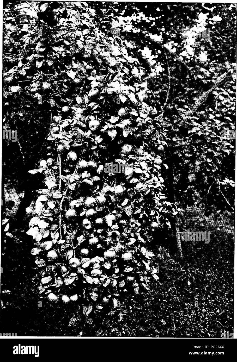 . Getting acquainted with the trees . Trees. The beauty of a fruiting apple branch. Please note that these images are extracted from scanned page images that may have been digitally enhanced for readability - coloration and appearance of these illustrations may not perfectly resemble the original work.. McFarland, J. Horace (John Horace), 1859-1948. New York : The Outlook Co. Stock Photo