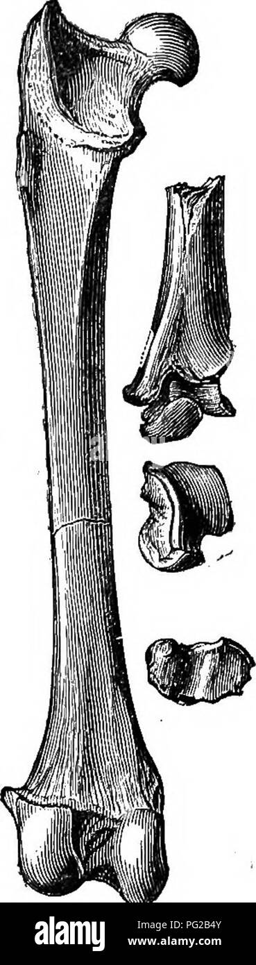 . Cope papers, 1871-[1897. Zoology; Paleontology. FiG. 5. Fig. 6. Fig. 8. Fig. 7. Fig. 5.—Distal extremity of tibia of Amblyctonus sinosus Ccpe. Fig. 6.—Distal extremity of tibia of Oxymna morsitans Cope. Both flesh-eaters and two-thirds nat- ural size. From Report Expl. and Surv. W. of 100th Mer., G. M. Wheeler, IV, Pt. II. Fig. 7.— End of tibia and astragalus of ArchcElurus debilis. P&quot;lG. 8. — Femur of Nimravus goviphodus. Carnivora, one-third natural size. Mus. Cope. ception, and that is the distal metacarpal and metatarsal keels of the Camelidce (figure 9). These animals confirm the p Stock Photo