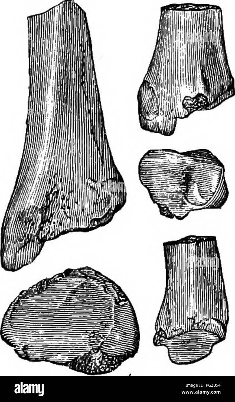 . Cope papers, 1871-[1897. Zoology; Paleontology. 546 On the Effect of Impacts and Strains [July. their great speed). Among ungulates they are very imperfect in the Proboscidea. The orders mention- ed all have elastic pads on the under sides of their feet or toes. The same is true of the lowest types of both the Ar- tiodactyla and Perissodactyla, the hip- popotami and rhinoceroses. In the Ruminantia the trochleae are well de- veloped . (figure lo) with one ex-. Please note that these images are extracted from scanned page images that may have been digitally enhanced for readability - coloratio Stock Photo